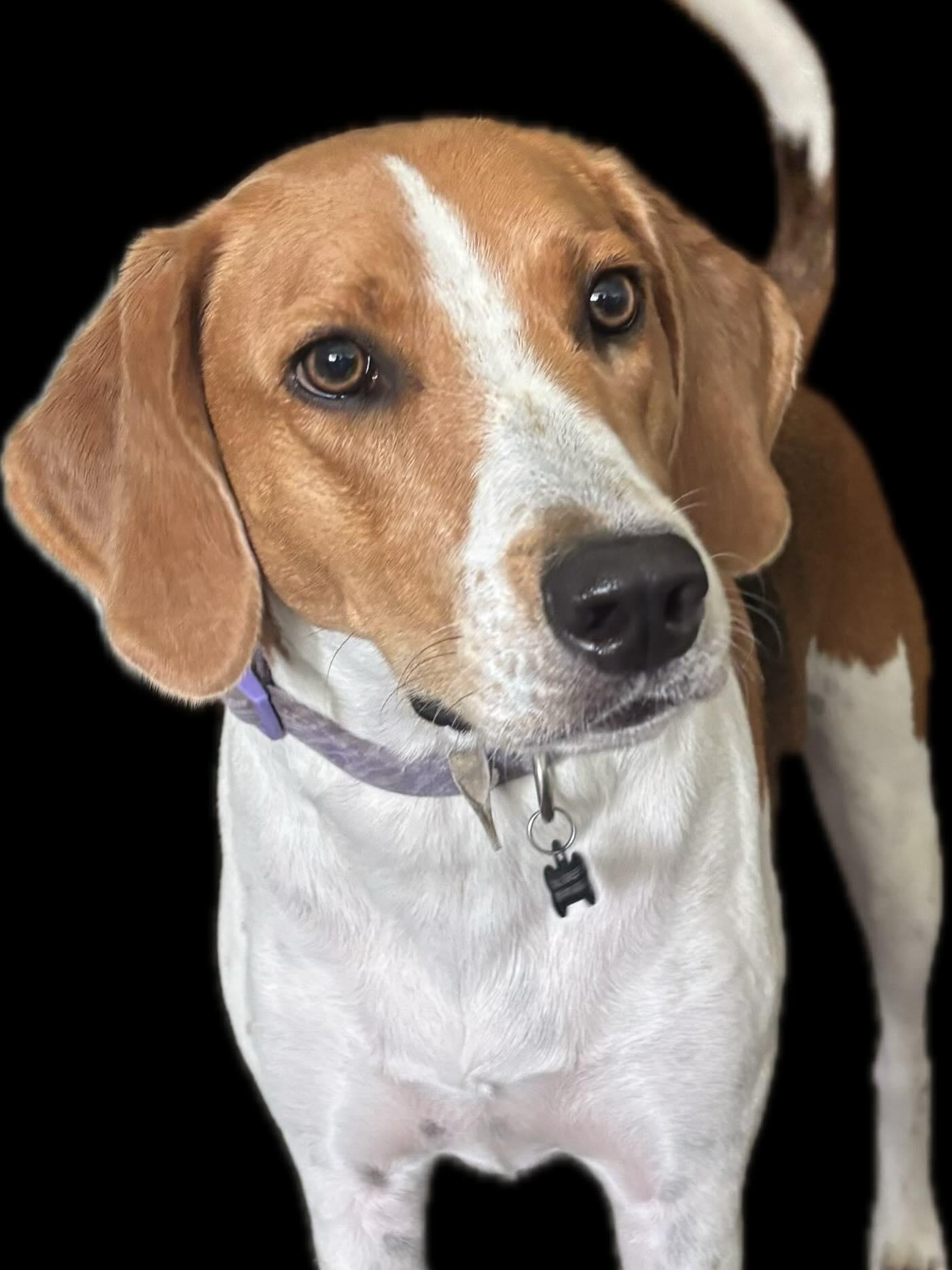 Lucy, Adoptable, Adult Female American Foxhound.