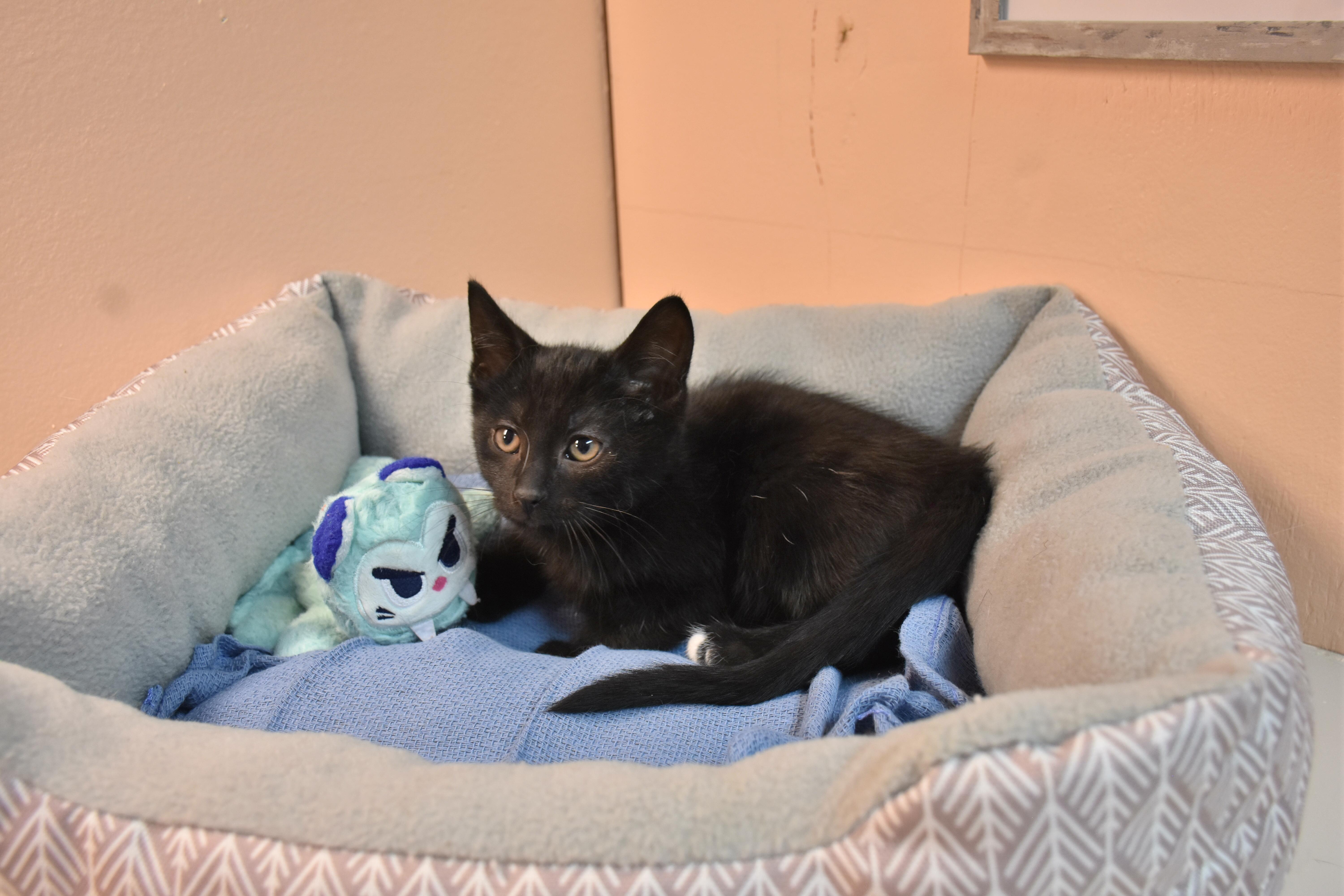 Enlarge Bumble, a ADOPTABLE Domestic Short Hair in North Judson, IN image 1/1