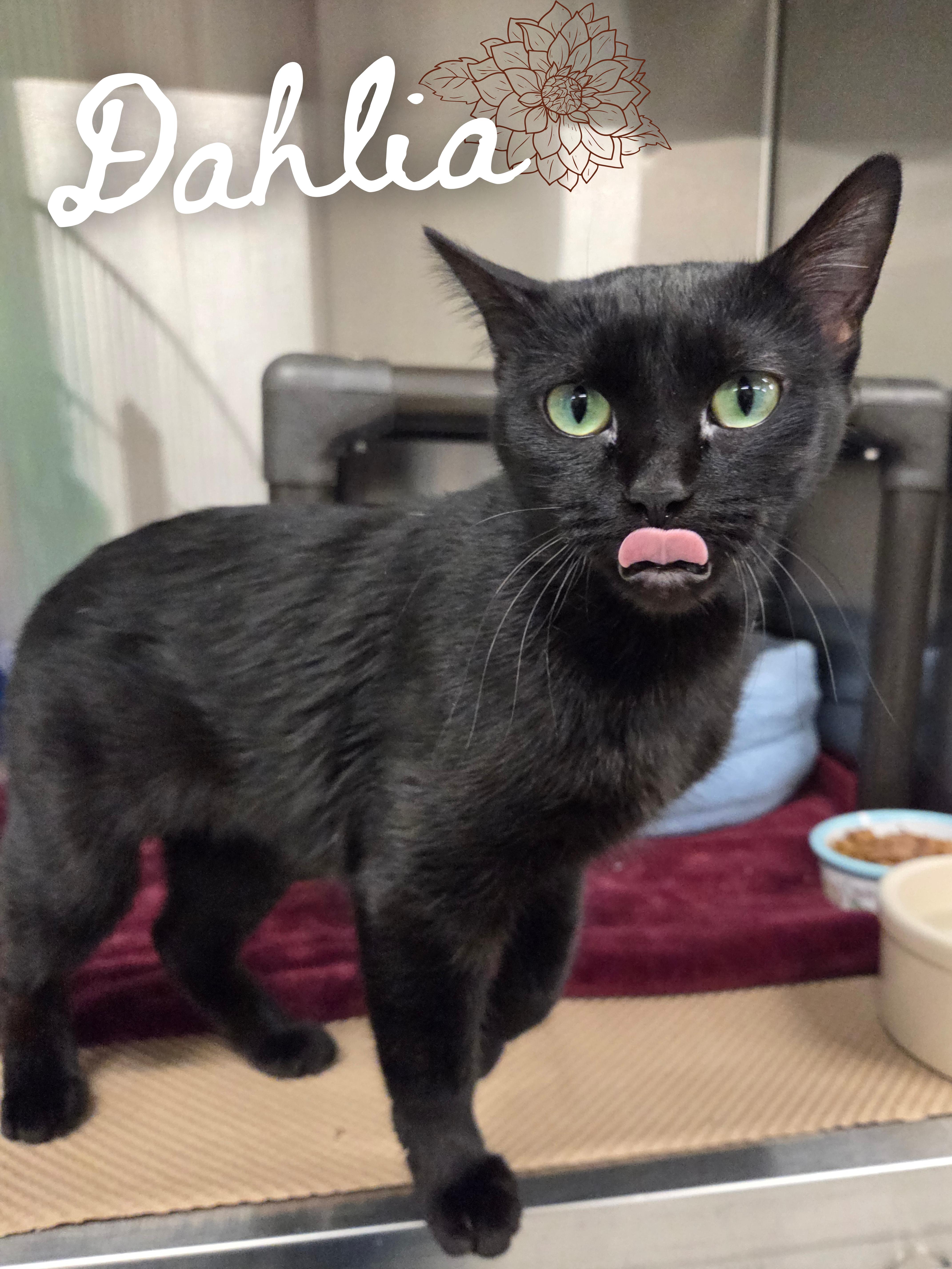 Dahlia, ADOPTABLE, Young Female Domestic Short Hair.
