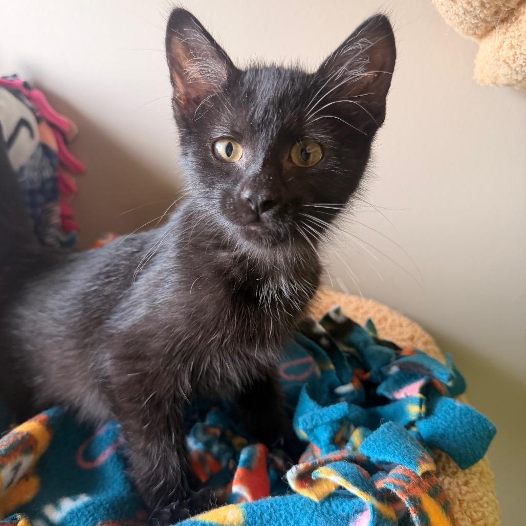 Dart, Adoptable, Kitten Male Domestic Short Hair.