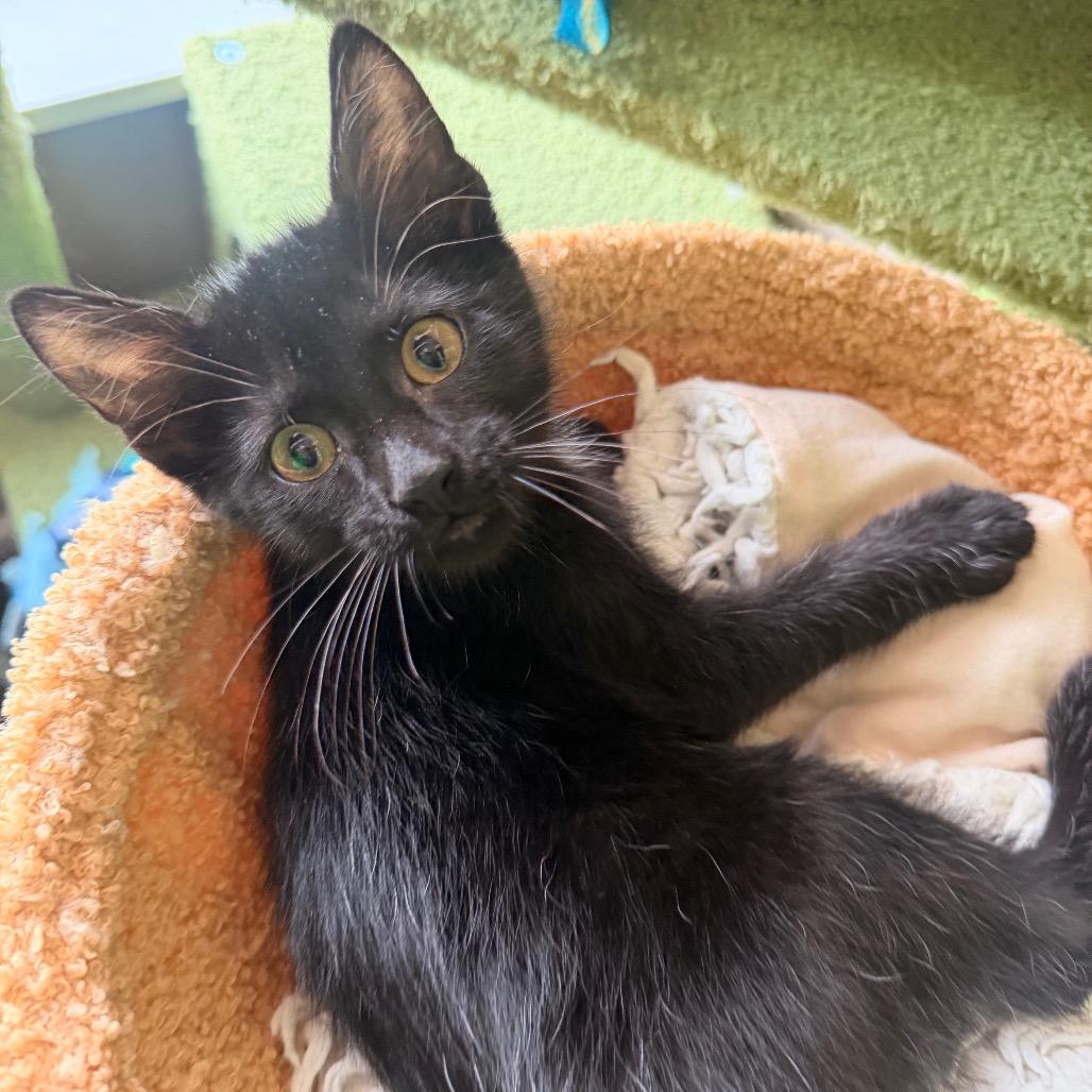 Dart, a Adoptable Domestic Short Hair in Chaska, MN image 2/6