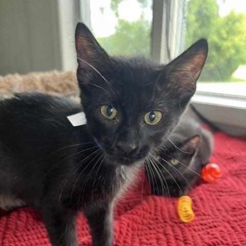 Dart, a Adoptable Domestic Short Hair in Chaska, MN image 3/6