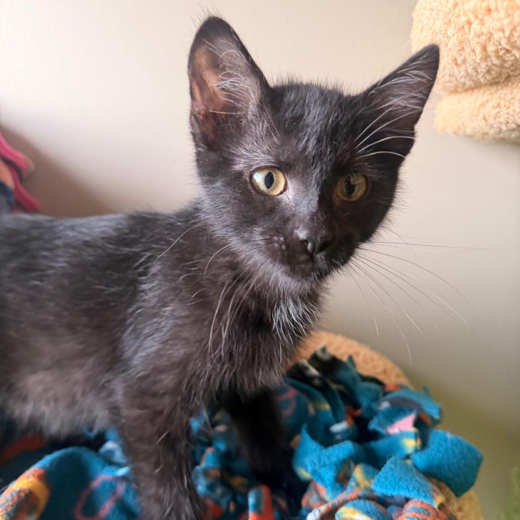Dart, a Adoptable Domestic Short Hair in Chaska, MN image 4/6