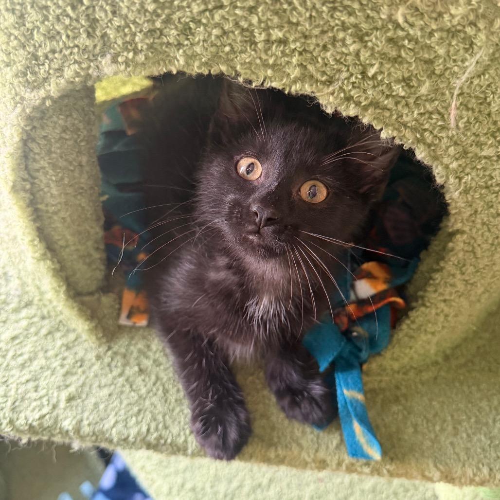 Dart, a Adoptable Domestic Short Hair in Chaska, MN image 5/6