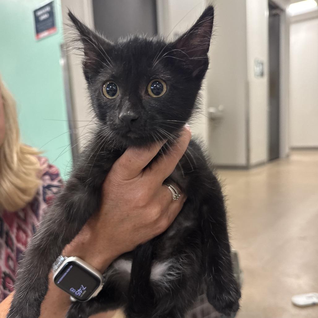 Dart, a Adoptable Domestic Short Hair in Chaska, MN image 6/6