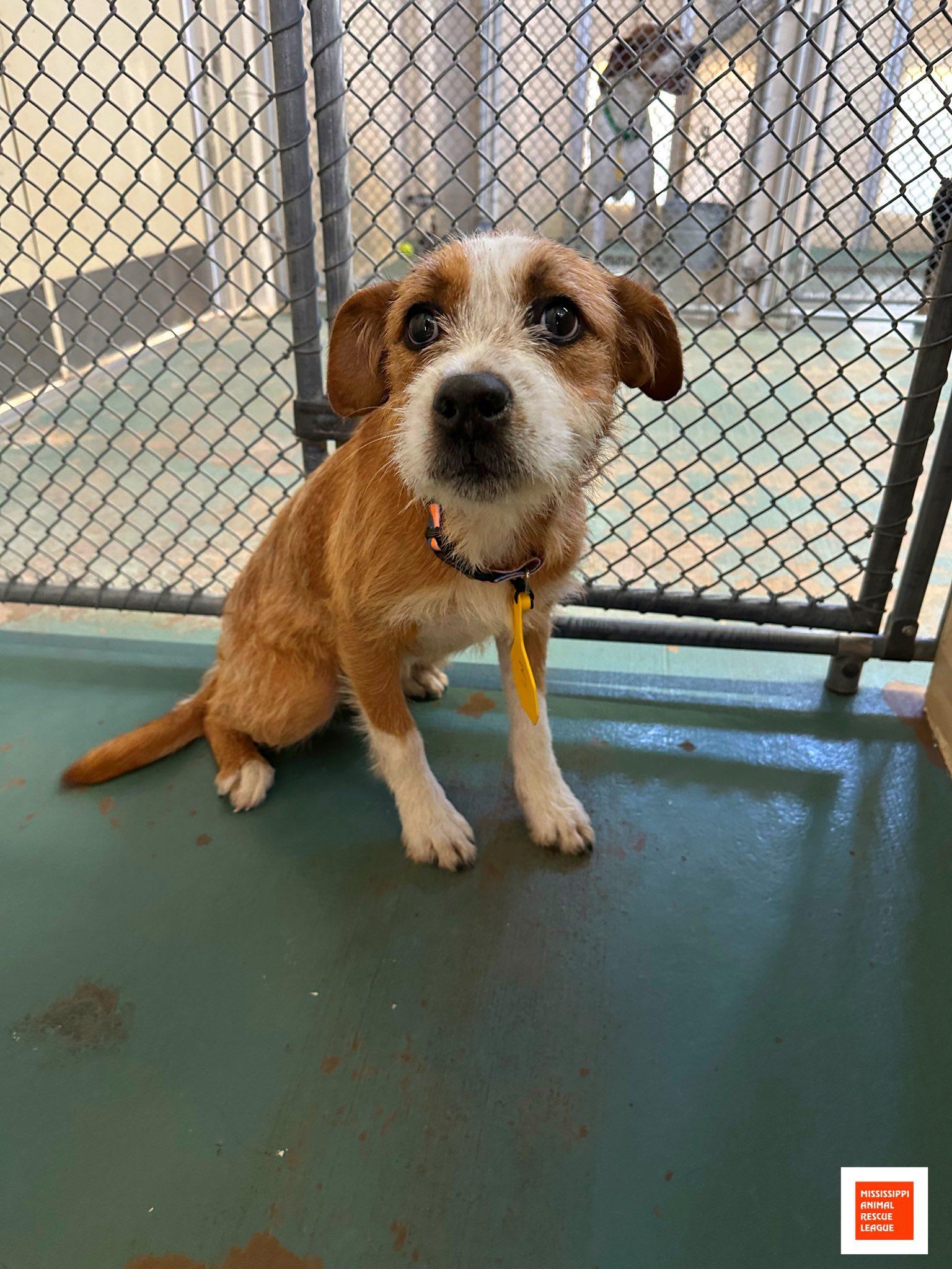 Ginger, ADOPTABLE, Young Female Wirehaired Terrier.
