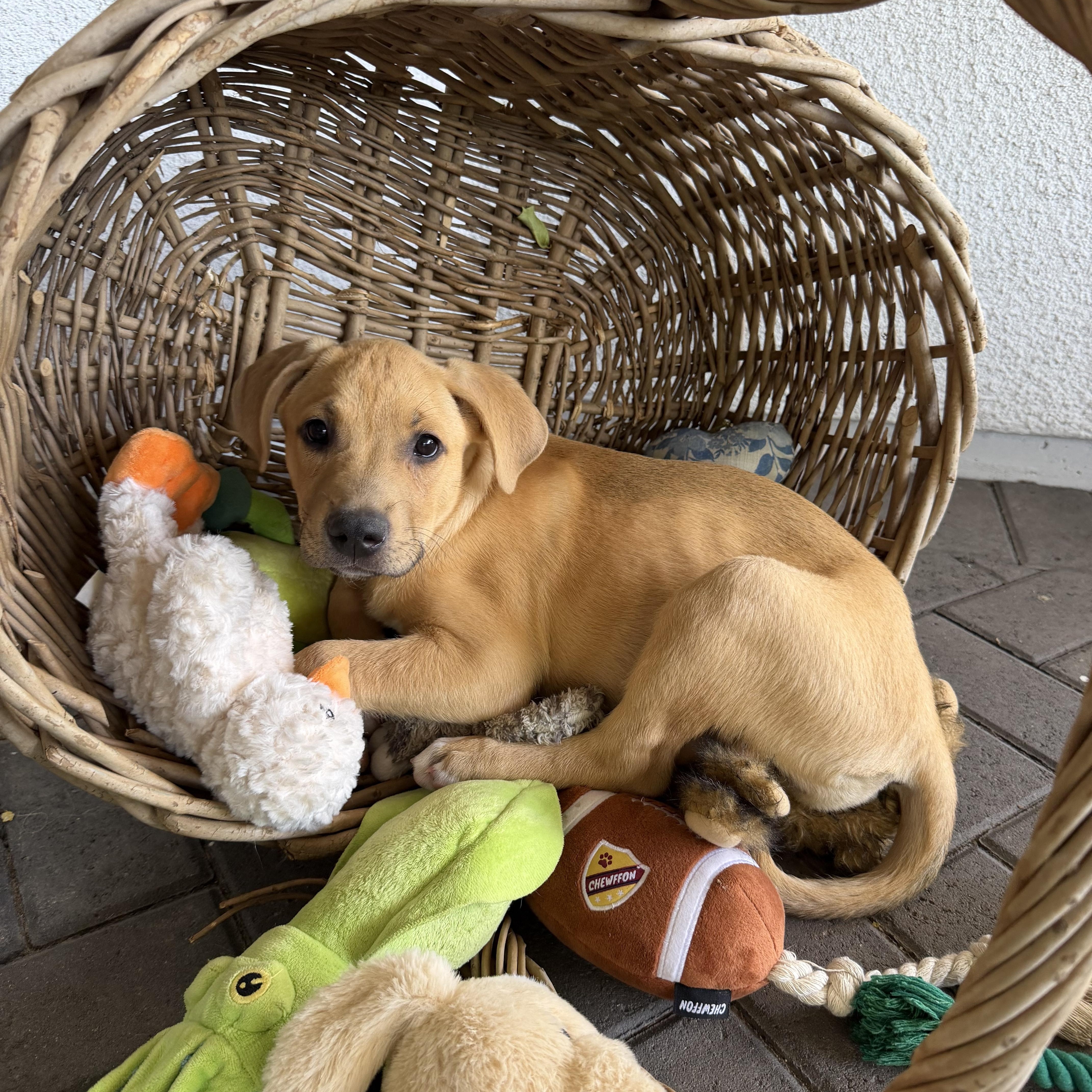 Enlarge Sasha, an adopted mixed breed in Phoenix, AZ image 4/4