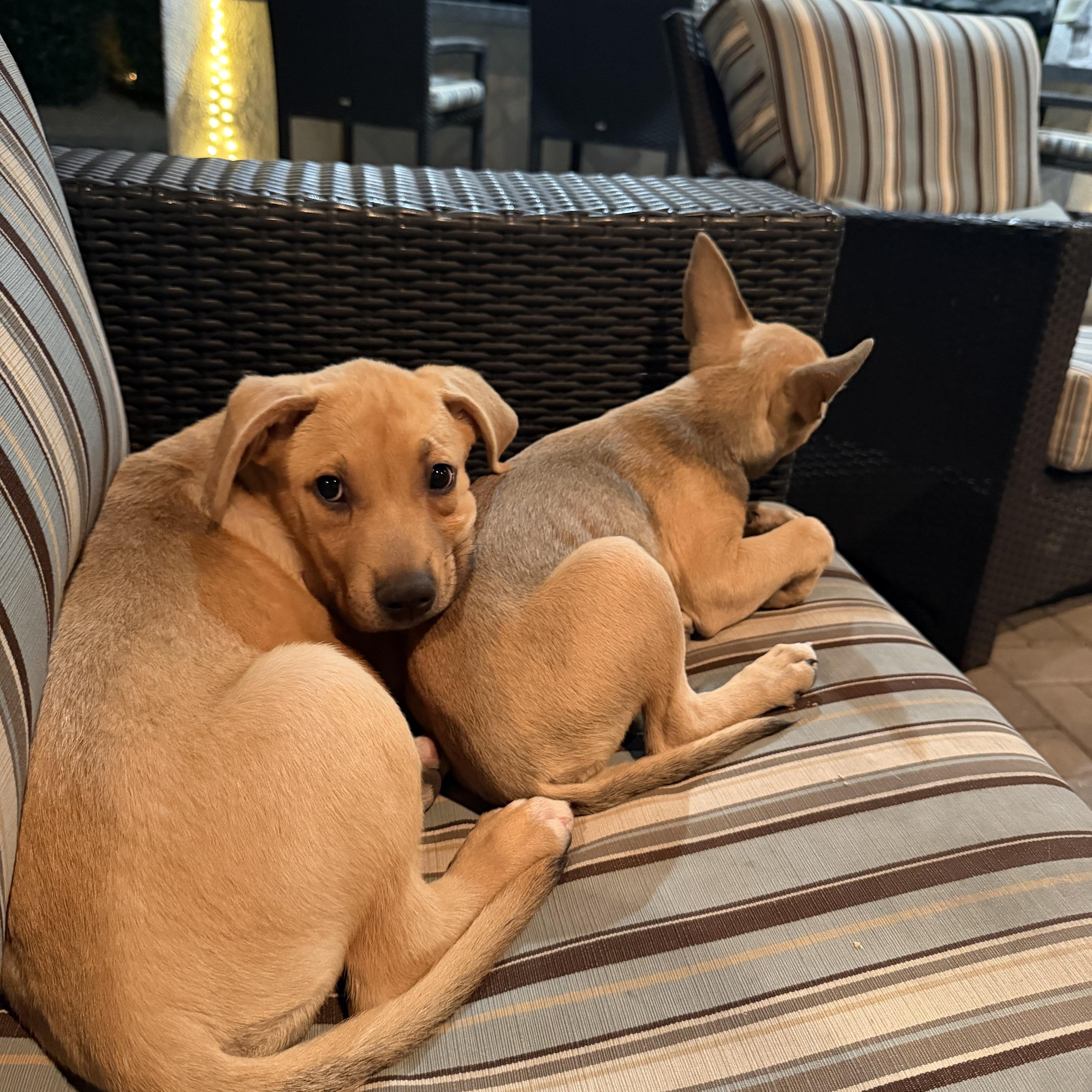 Enlarge Sasha, an adopted mixed breed in Phoenix, AZ image 2/4