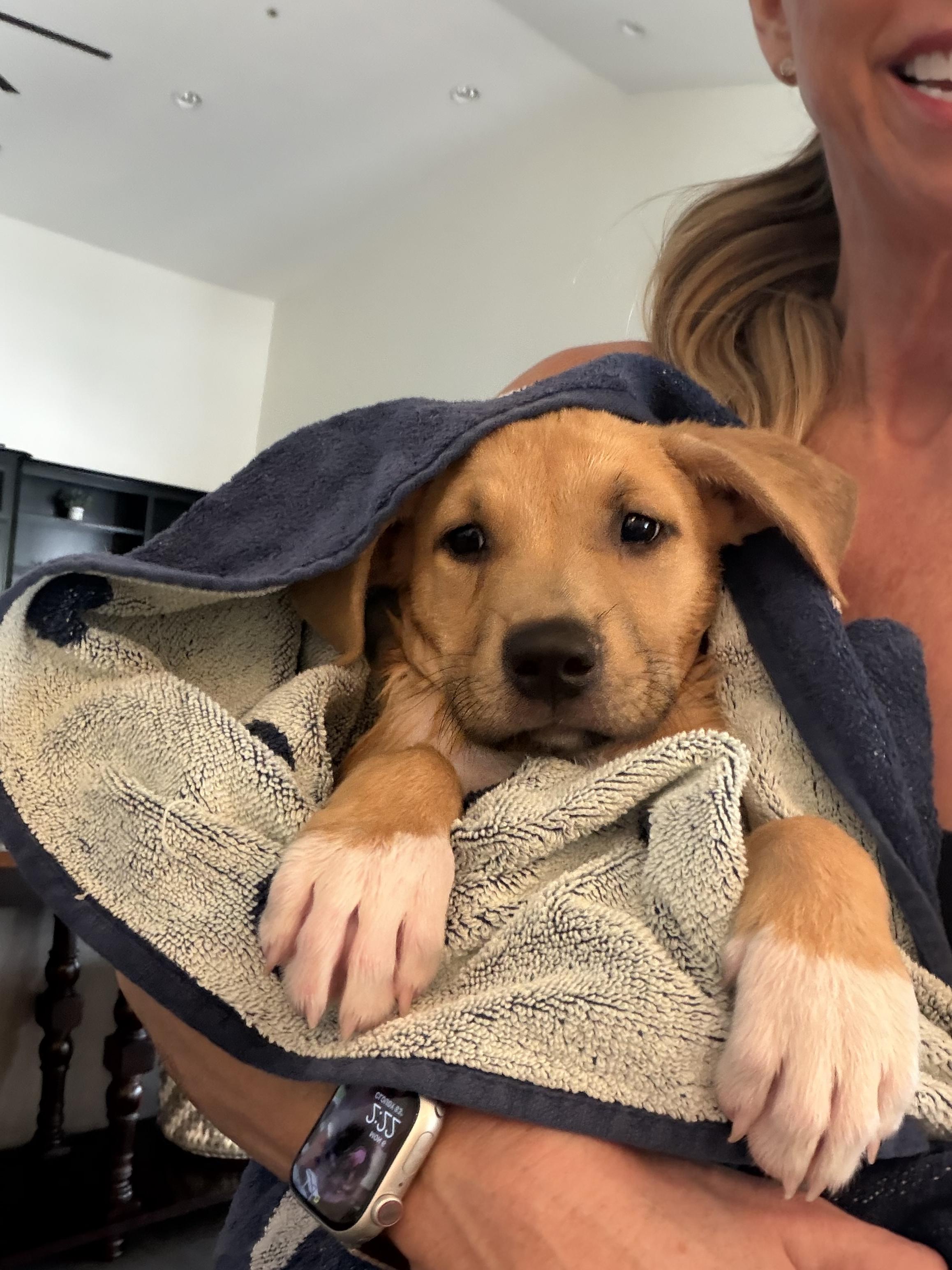 Enlarge Sasha, an adopted mixed breed in Phoenix, AZ image 3/4