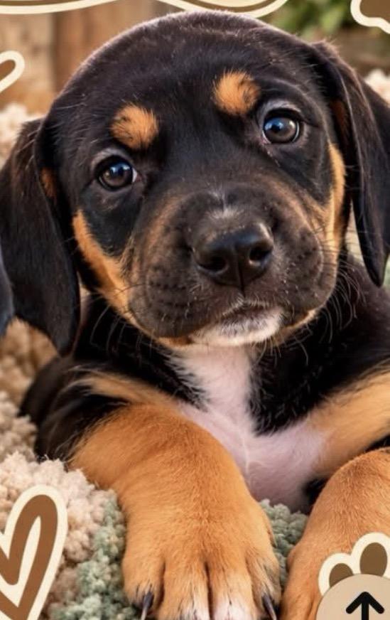 Enlarge Winnie, a Adoptable mixed breed in Scottsdale, AZ image 3/4