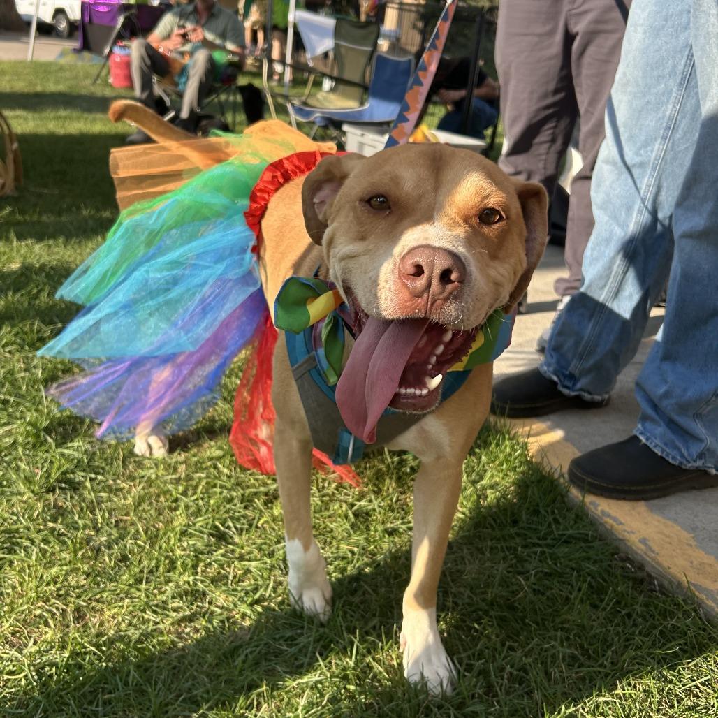 Bubbles, Adoptable, Adult Male American Staffordshire Terrier.
