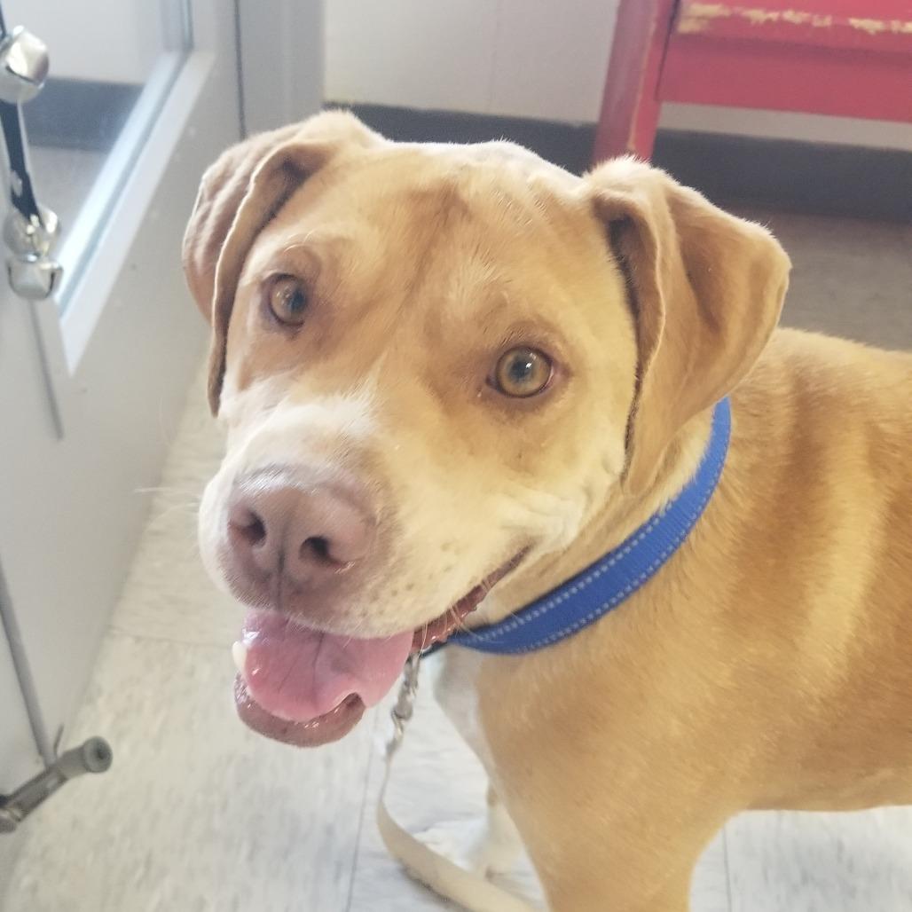 Enlarge Bubbles, a Adoptable American Staffordshire Terrier in Taos, NM image 2/2