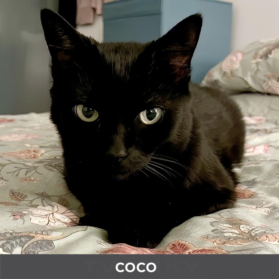 Enlarge Coco, a ADOPTABLE Domestic Short Hair in Etobicoke, ON image 5/5