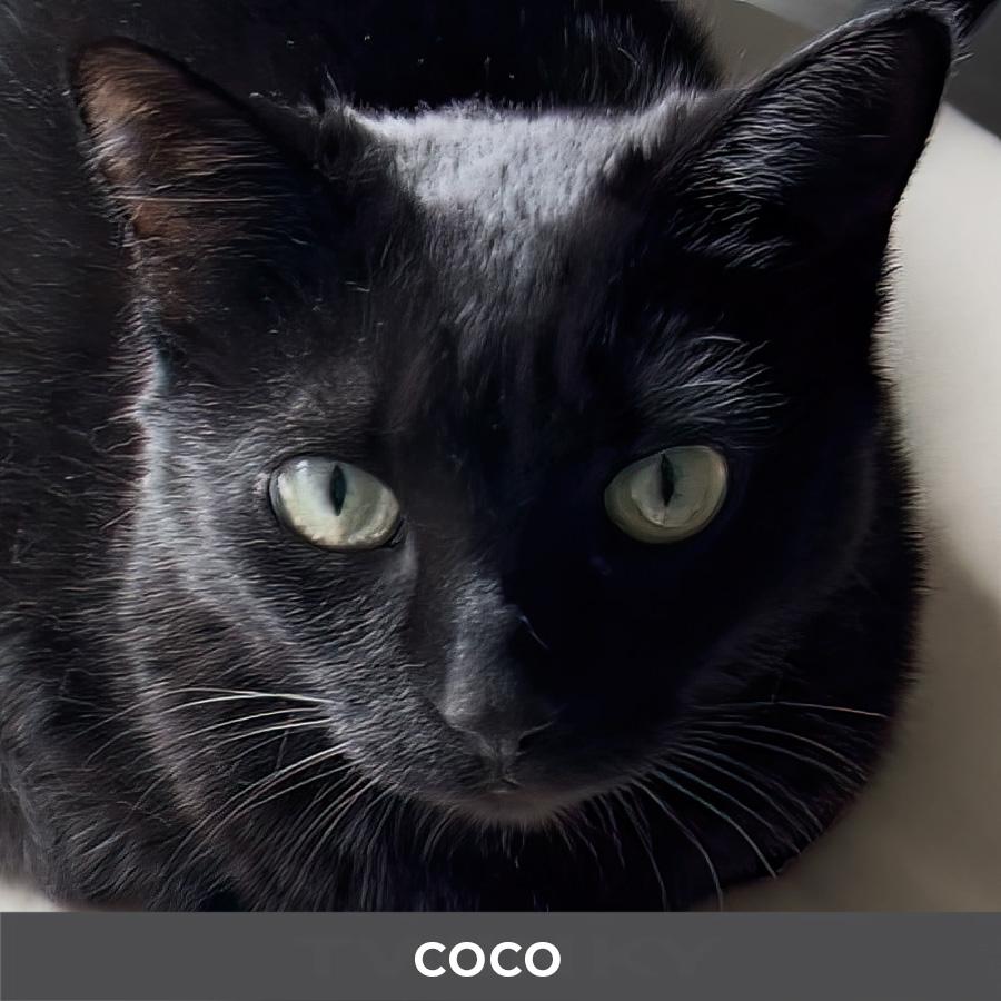 Enlarge Coco, a ADOPTABLE Domestic Short Hair in Etobicoke, ON image 3/5