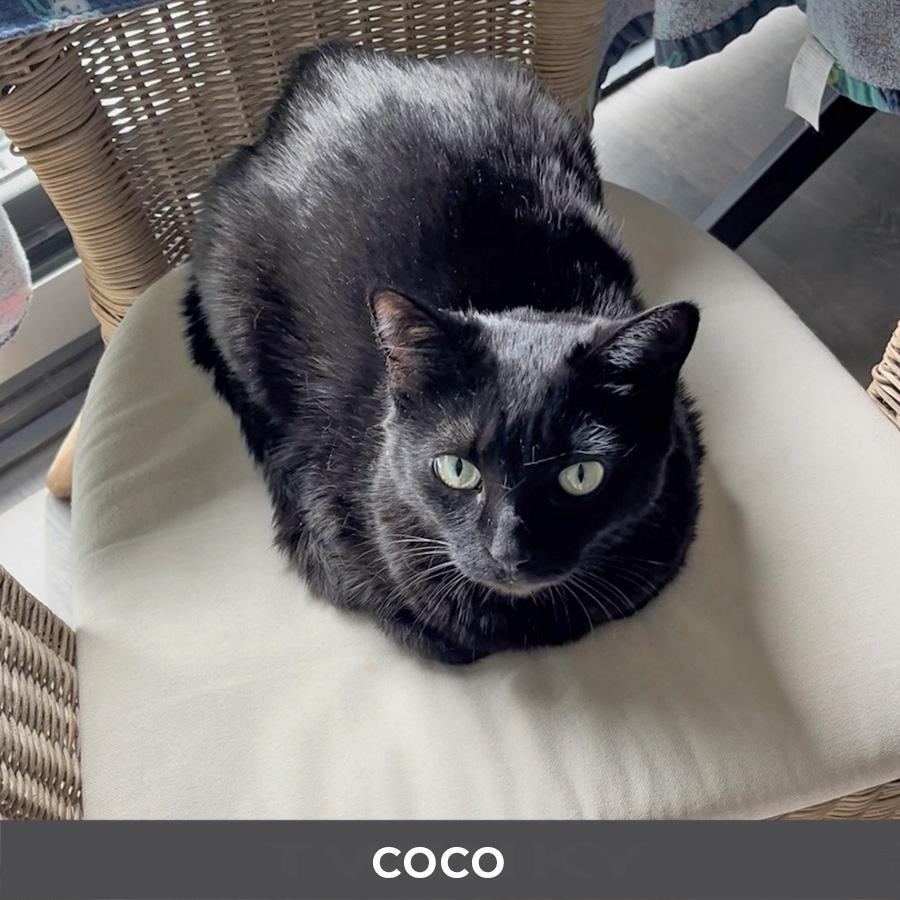 Enlarge Coco, a ADOPTABLE Domestic Short Hair in Etobicoke, ON image 4/5
