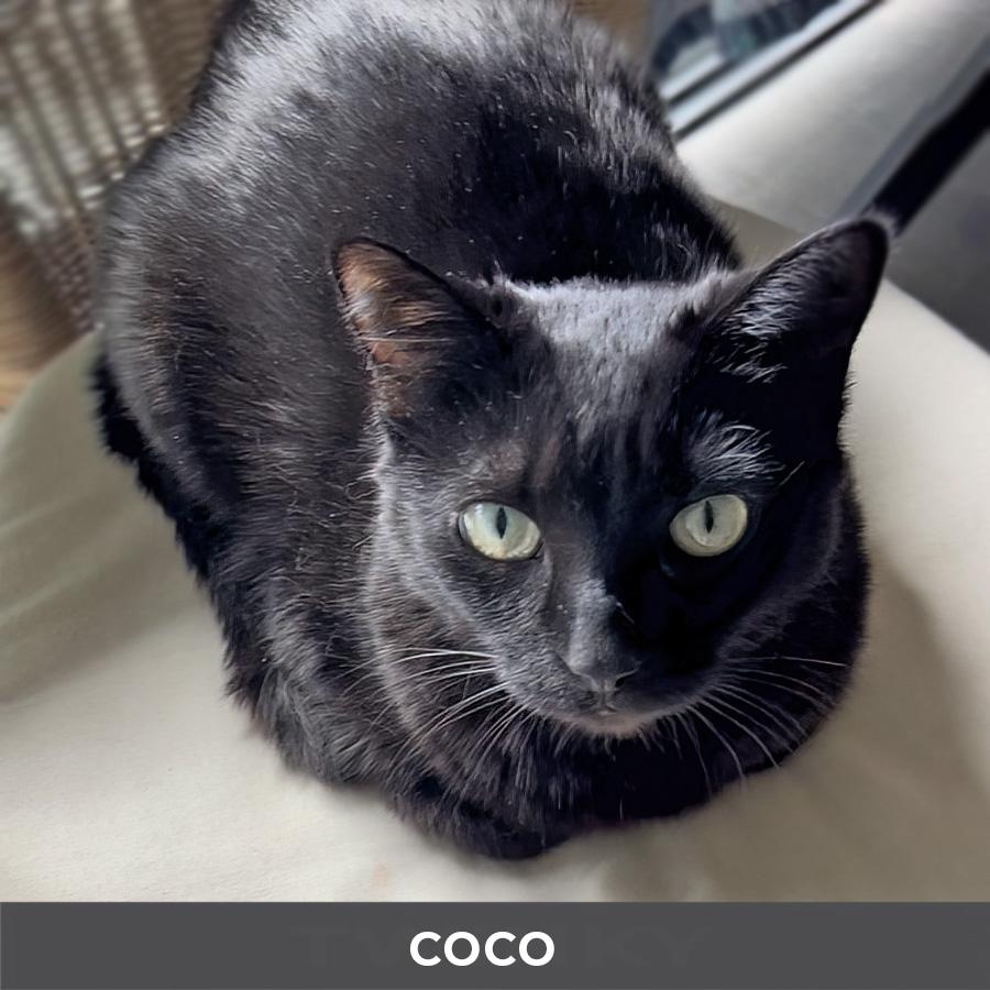 Enlarge Coco, a ADOPTABLE Domestic Short Hair in Etobicoke, ON image 2/5