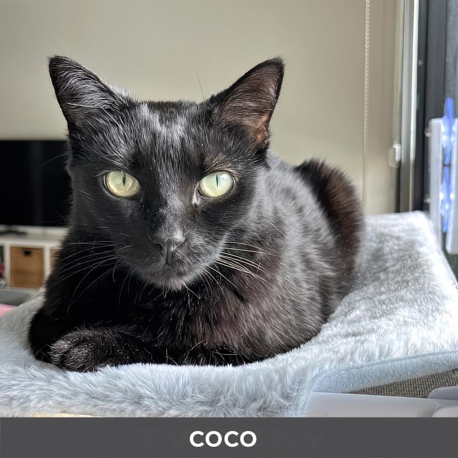 Coco, ADOPTABLE, Adult Female Domestic Short Hair.