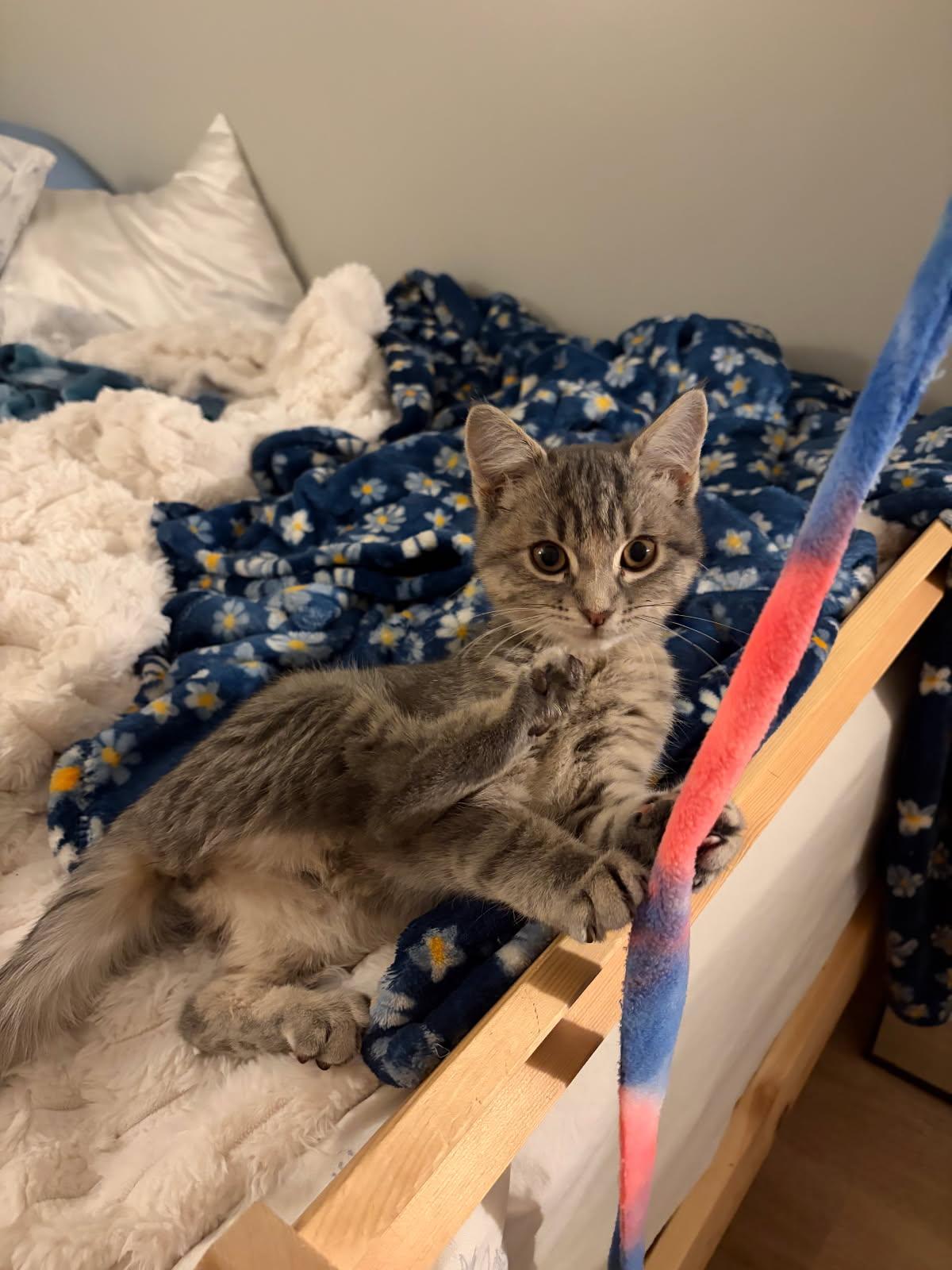 Cindy, Adopted, Young Female Domestic Short Hair.