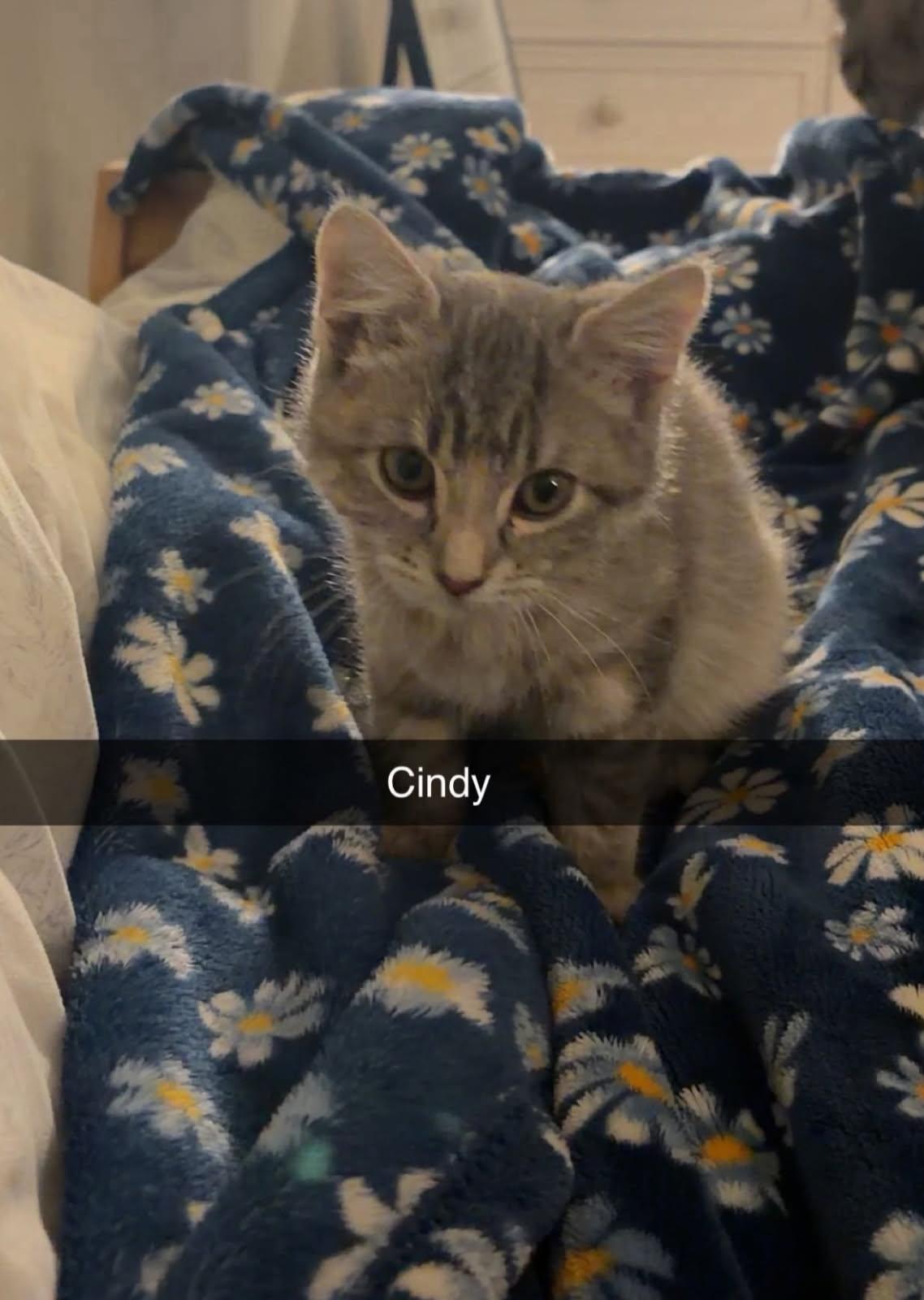Enlarge Cindy, a Adopted Domestic Short Hair in East Derry, NH image 2/2