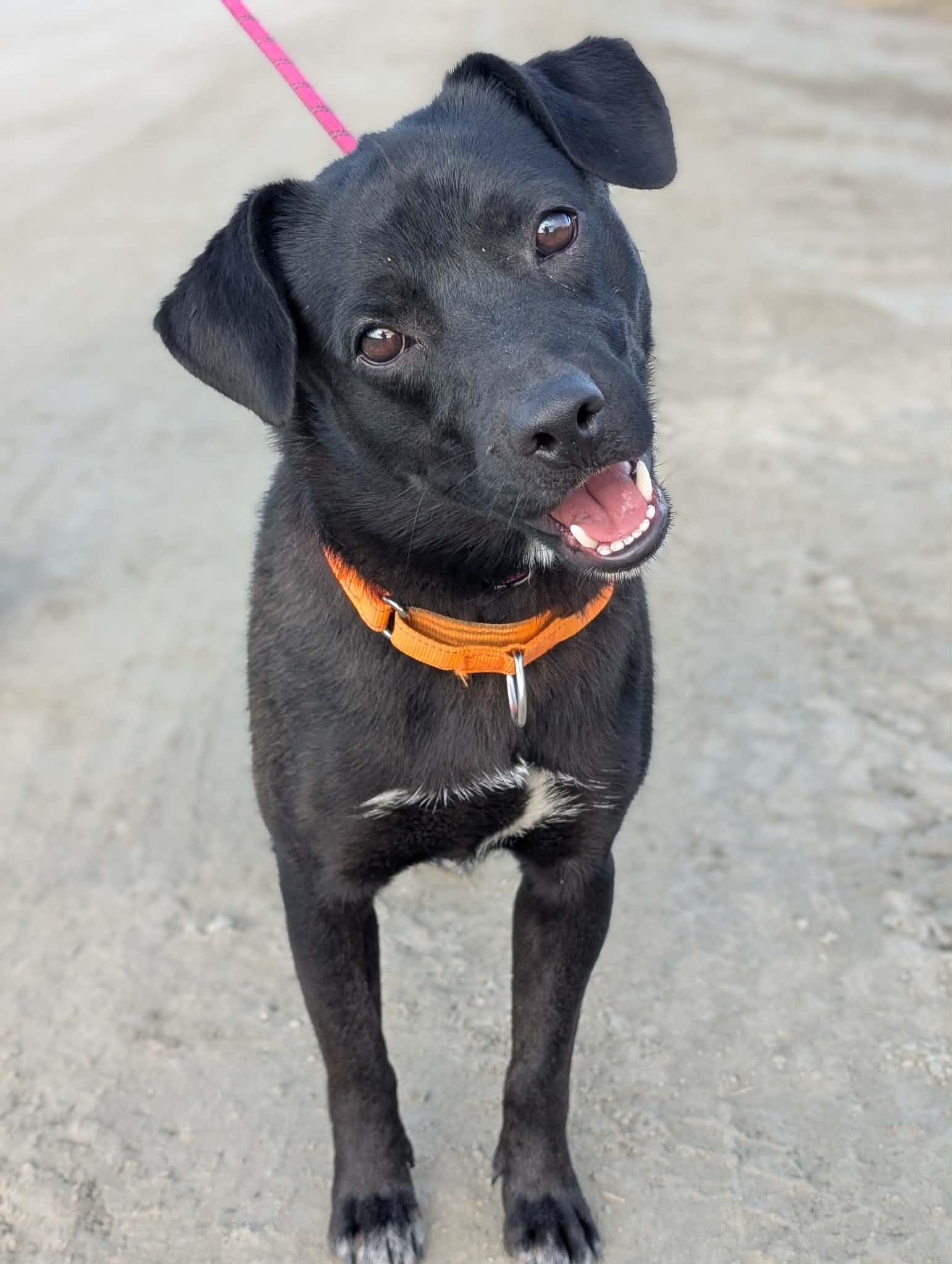 Enlarge Wee, a ADOPTABLE Labrador Retriever in Bethel, AK image 1/2