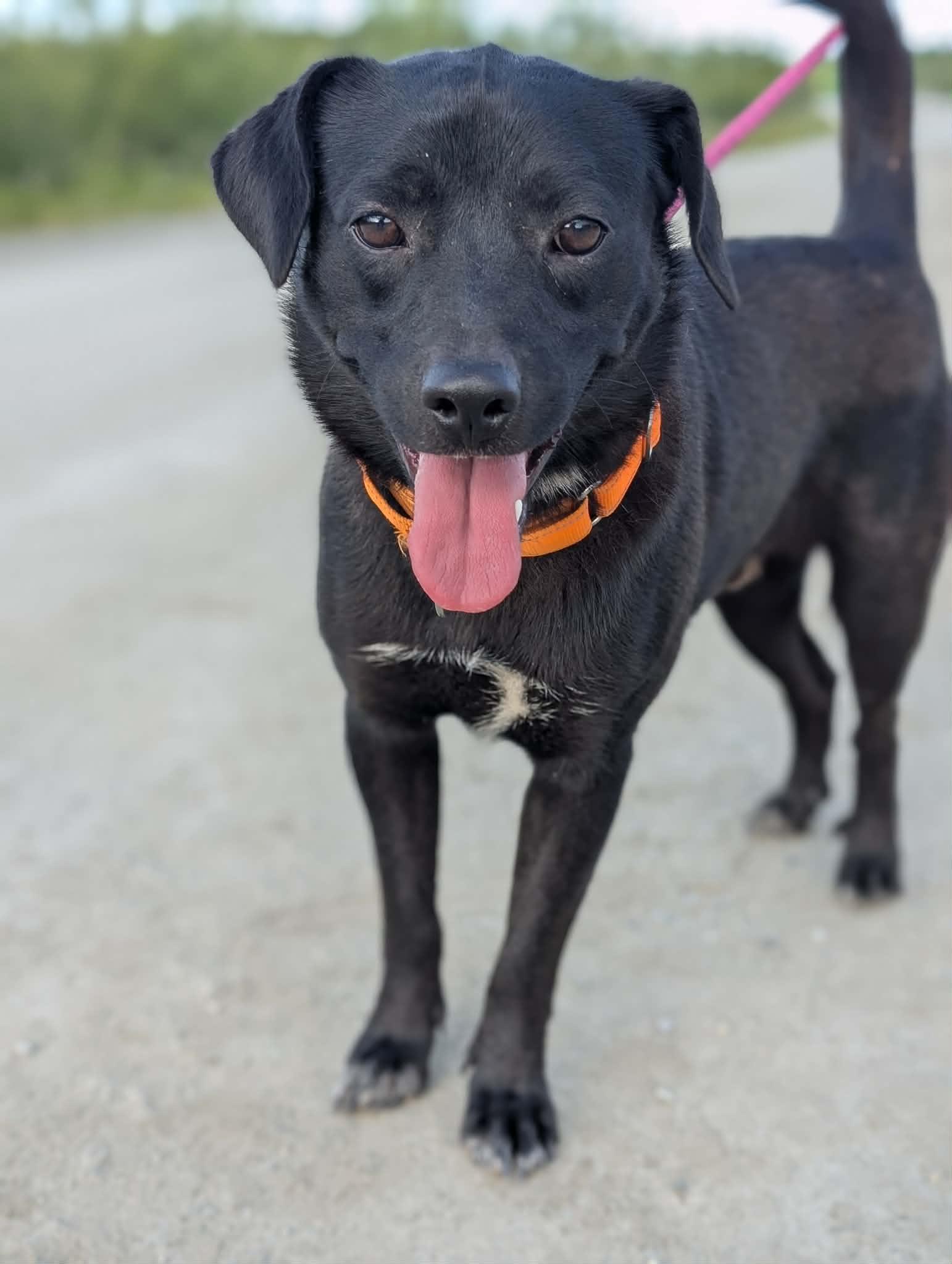 Enlarge Wee, a ADOPTABLE Labrador Retriever in Bethel, AK image 2/2