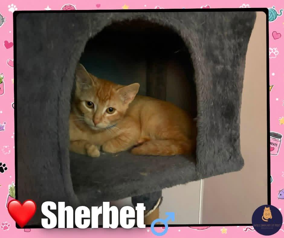 Enlarge Sherbet kitten, a ADOPTABLE Domestic Short Hair in Enfield, CT image 1/1