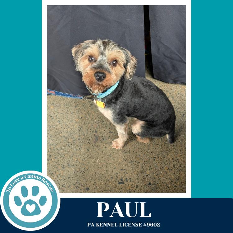 Enlarge Paul 041126, a Adoptable Yorkshire Terrier in Kimberton, PA image 1/6