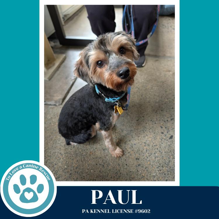 Enlarge Paul 041126, a Adoptable Yorkshire Terrier in Kimberton, PA image 2/6
