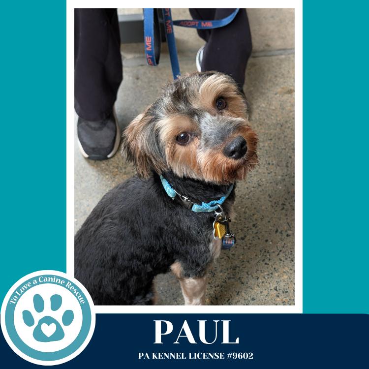 Enlarge Paul 041126, a Adoptable Yorkshire Terrier in Kimberton, PA image 3/6