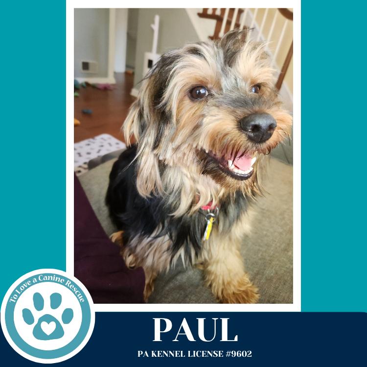Enlarge Paul 041126, a Adoptable Yorkshire Terrier in Kimberton, PA image 4/6