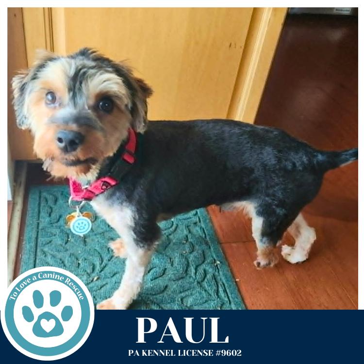 Enlarge Paul 041126, a Adoptable Yorkshire Terrier in Kimberton, PA image 5/6