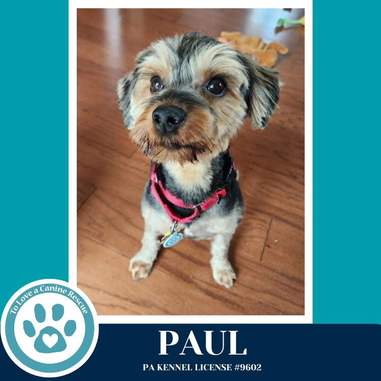 Enlarge Paul 041126, a Adoptable Yorkshire Terrier in Kimberton, PA image 6/6