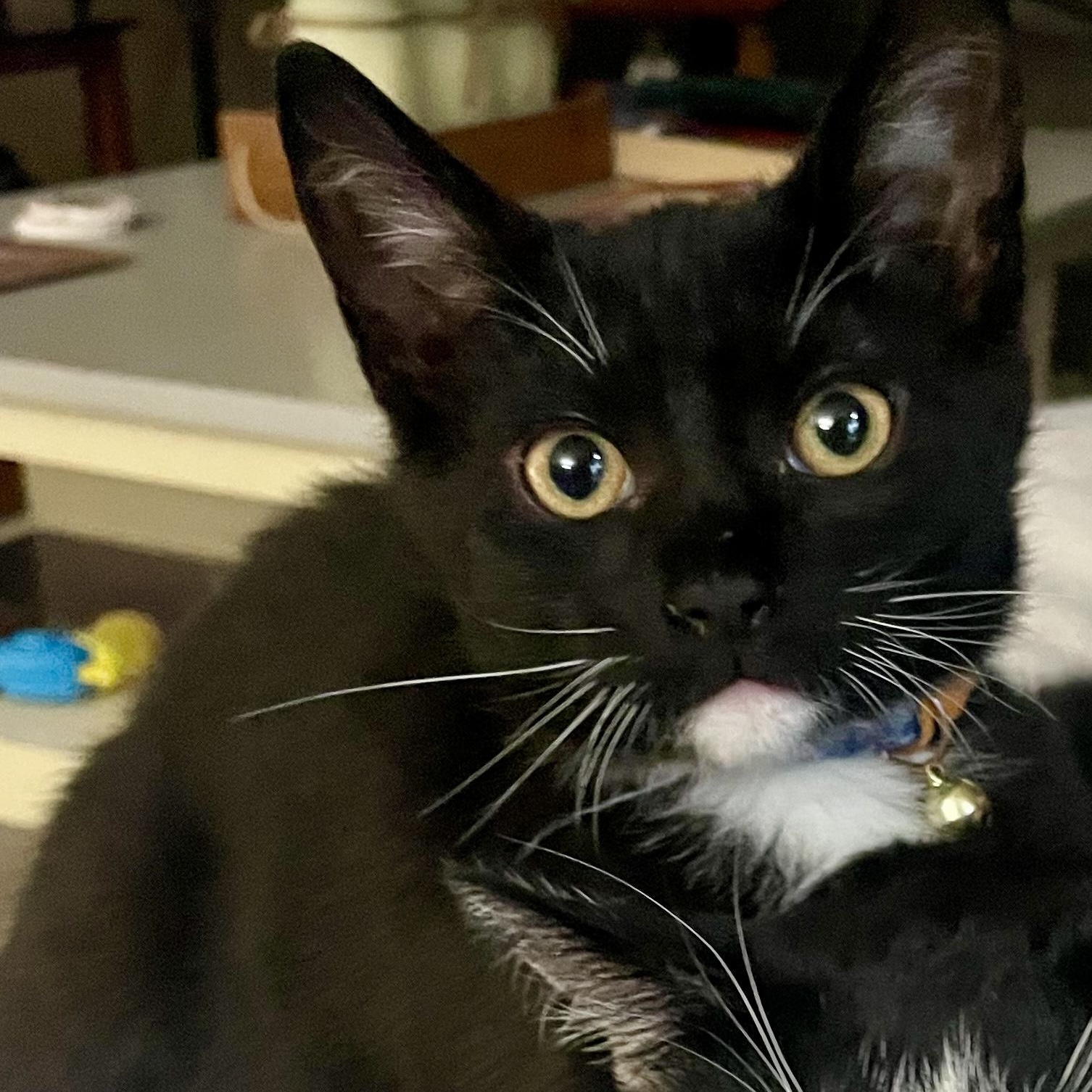 Houdini, Baby Male unknown