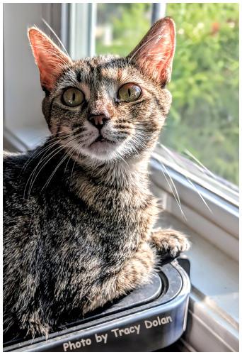 Stella, Adopted, Young Female Tabby & Domestic Short Hair.