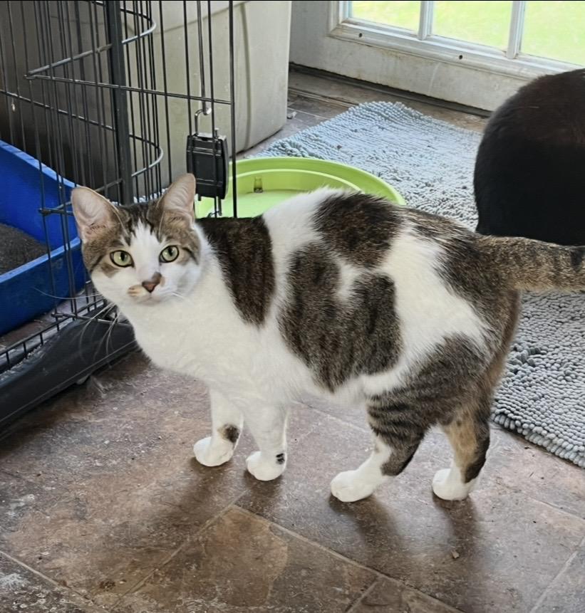 Enlarge Riley, a ADOPTABLE Domestic Short Hair in Mount Airy, MD image 2/2