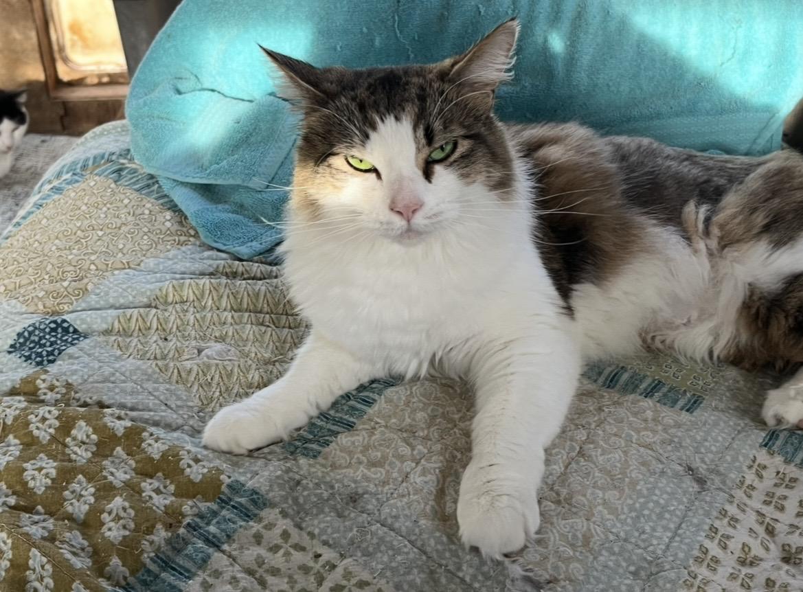Riley, ADOPTABLE, Adult Male Domestic Short Hair.