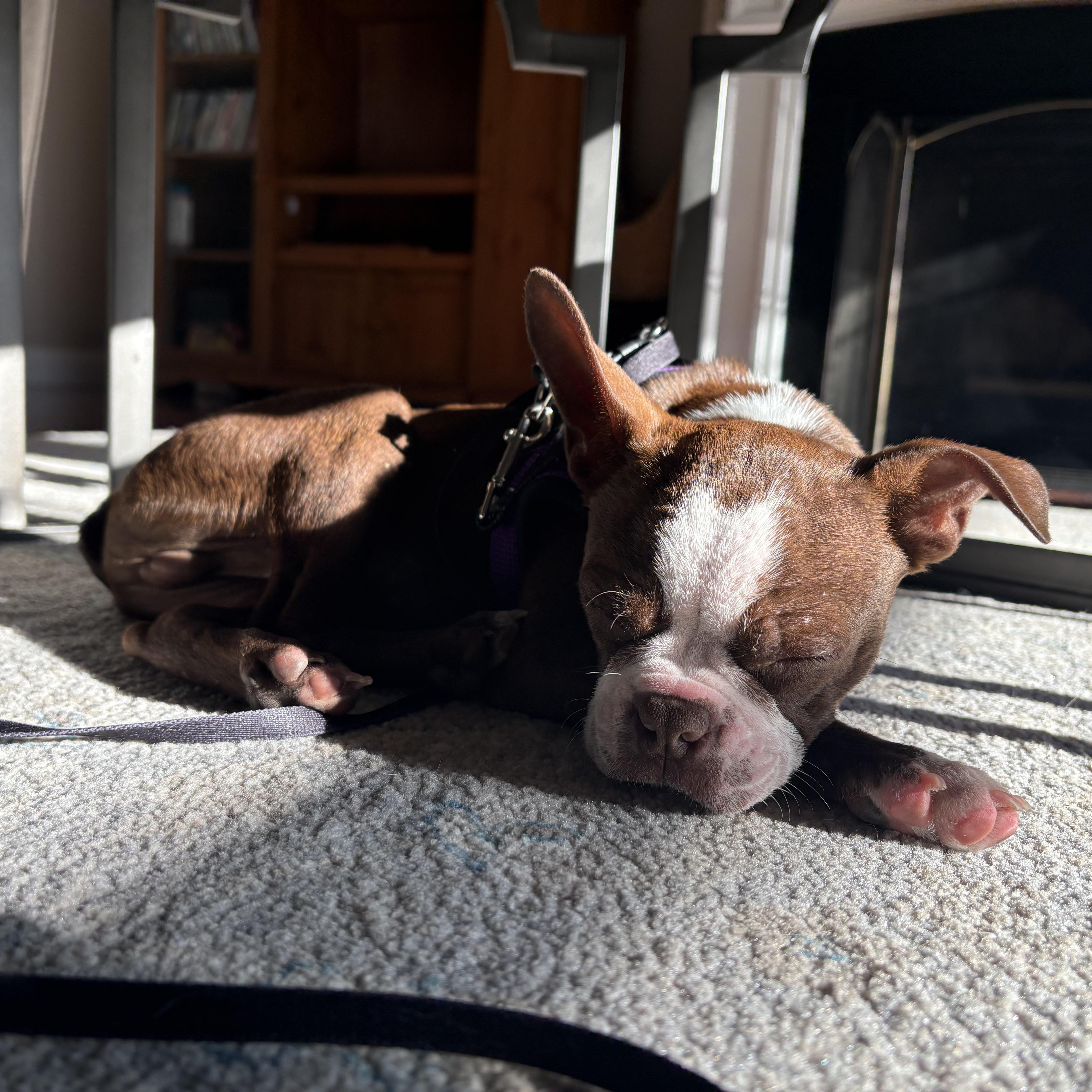 Enlarge Fenway, an adoption pending Boston Terrier in Chepachet, RI image 6/6