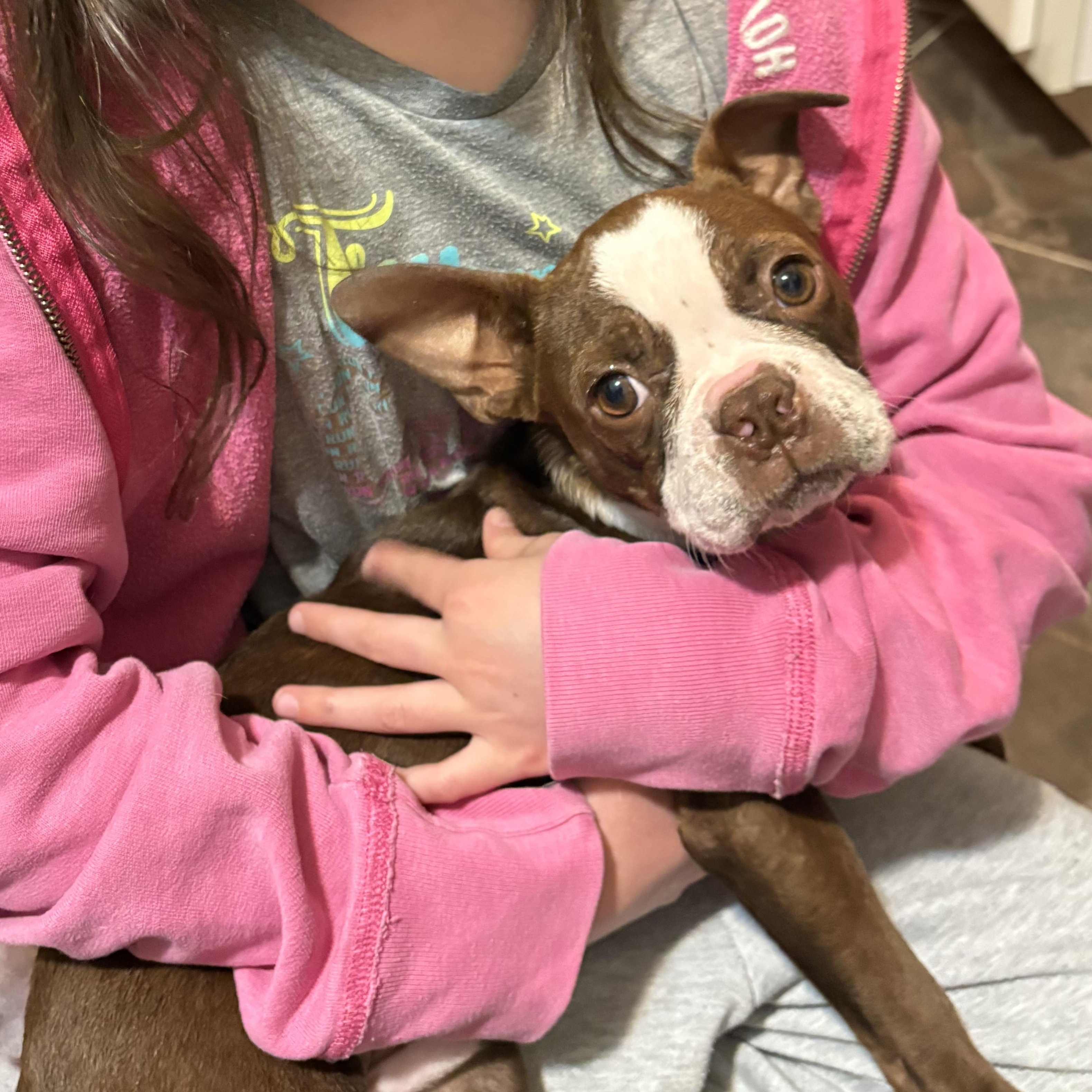 Enlarge Fenway, an adoption pending Boston Terrier in Chepachet, RI image 4/6