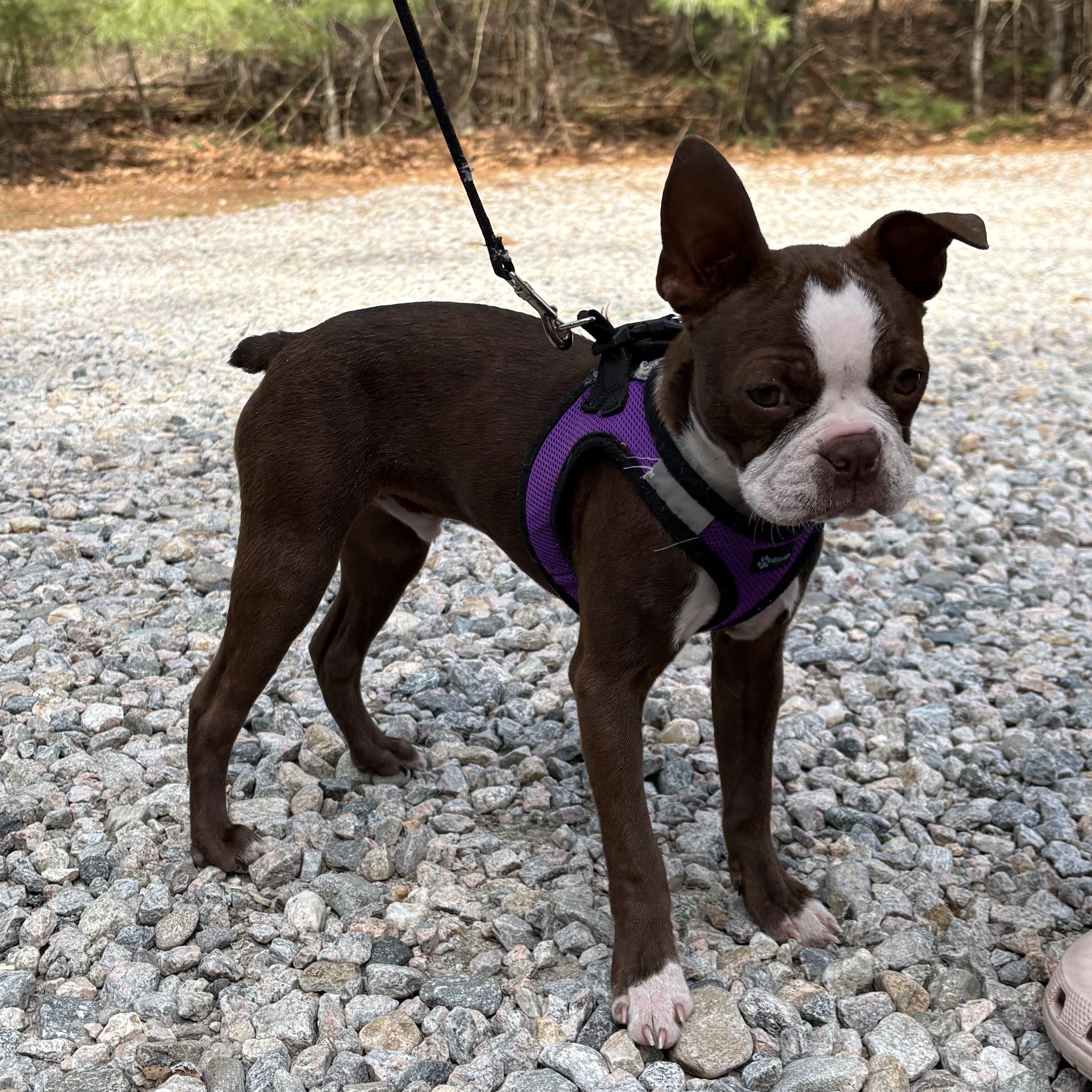 Enlarge Fenway, an adoption pending Boston Terrier in Chepachet, RI image 3/6
