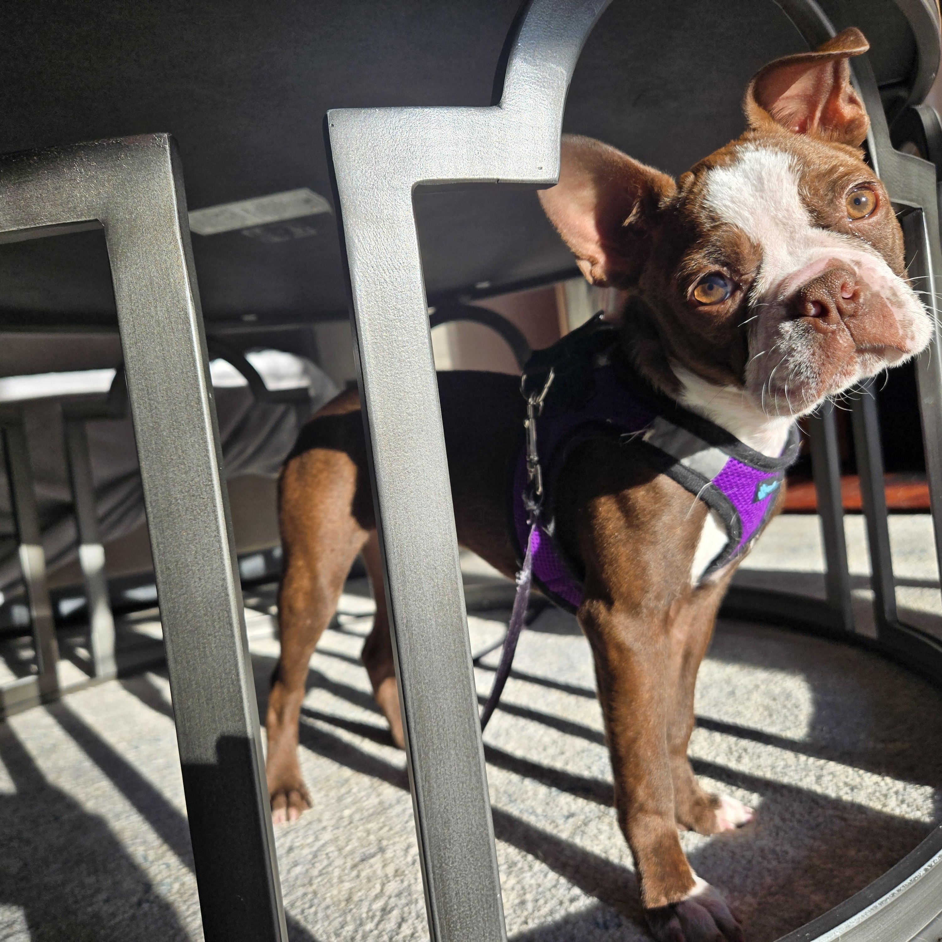 Enlarge Fenway, an adoption pending Boston Terrier in Chepachet, RI image 2/6