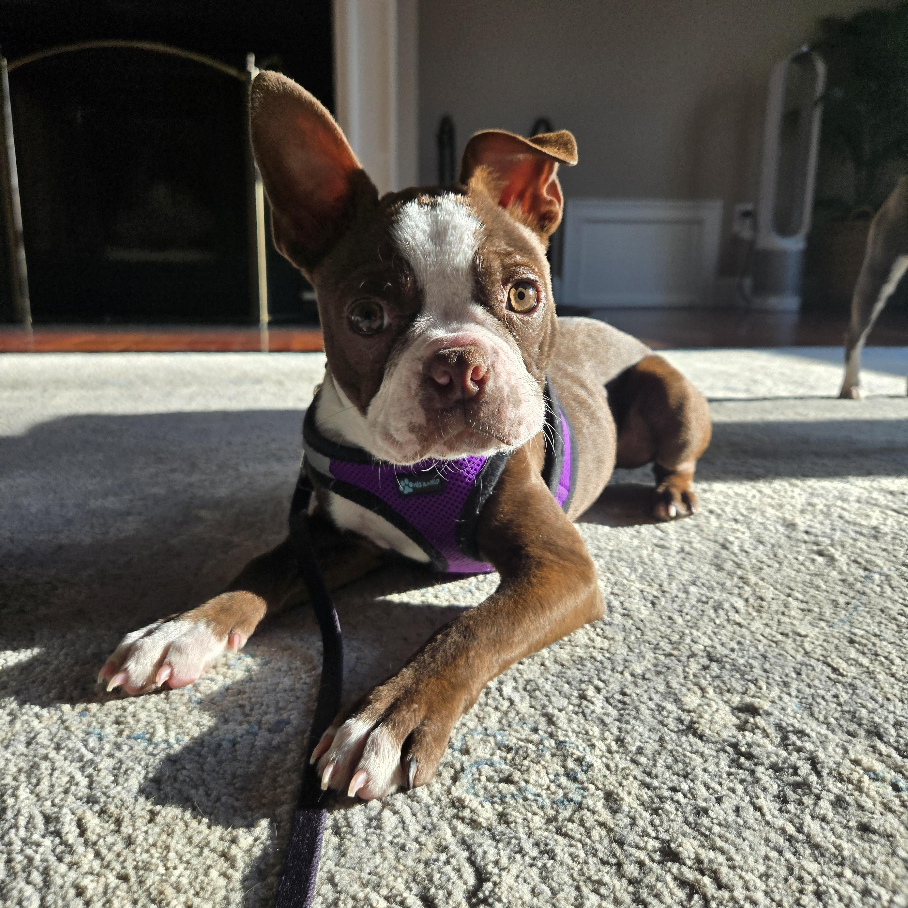 Enlarge Fenway, an adoption pending Boston Terrier in Chepachet, RI image 1/6