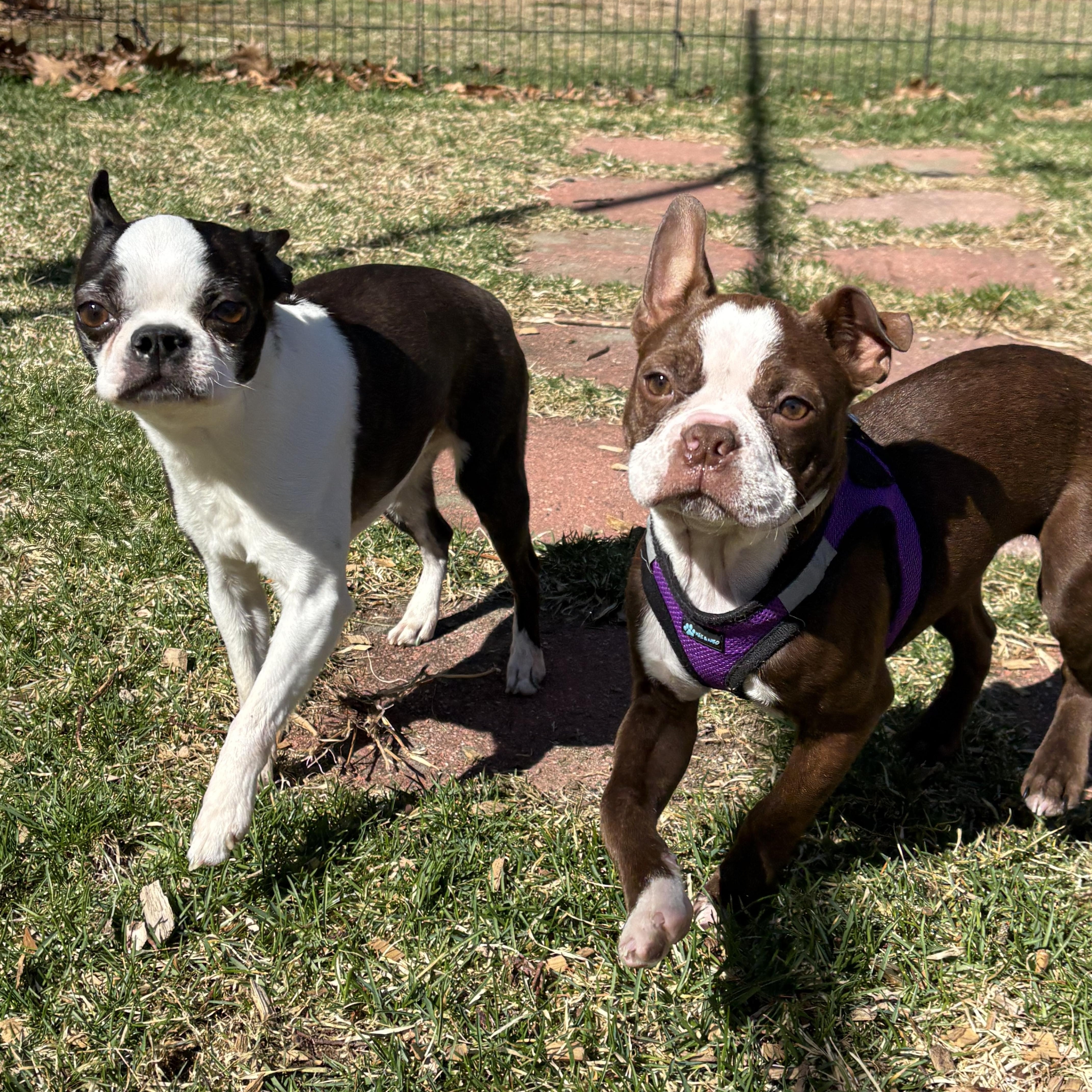 Enlarge Fenway, an adoption pending Boston Terrier in Chepachet, RI image 5/6