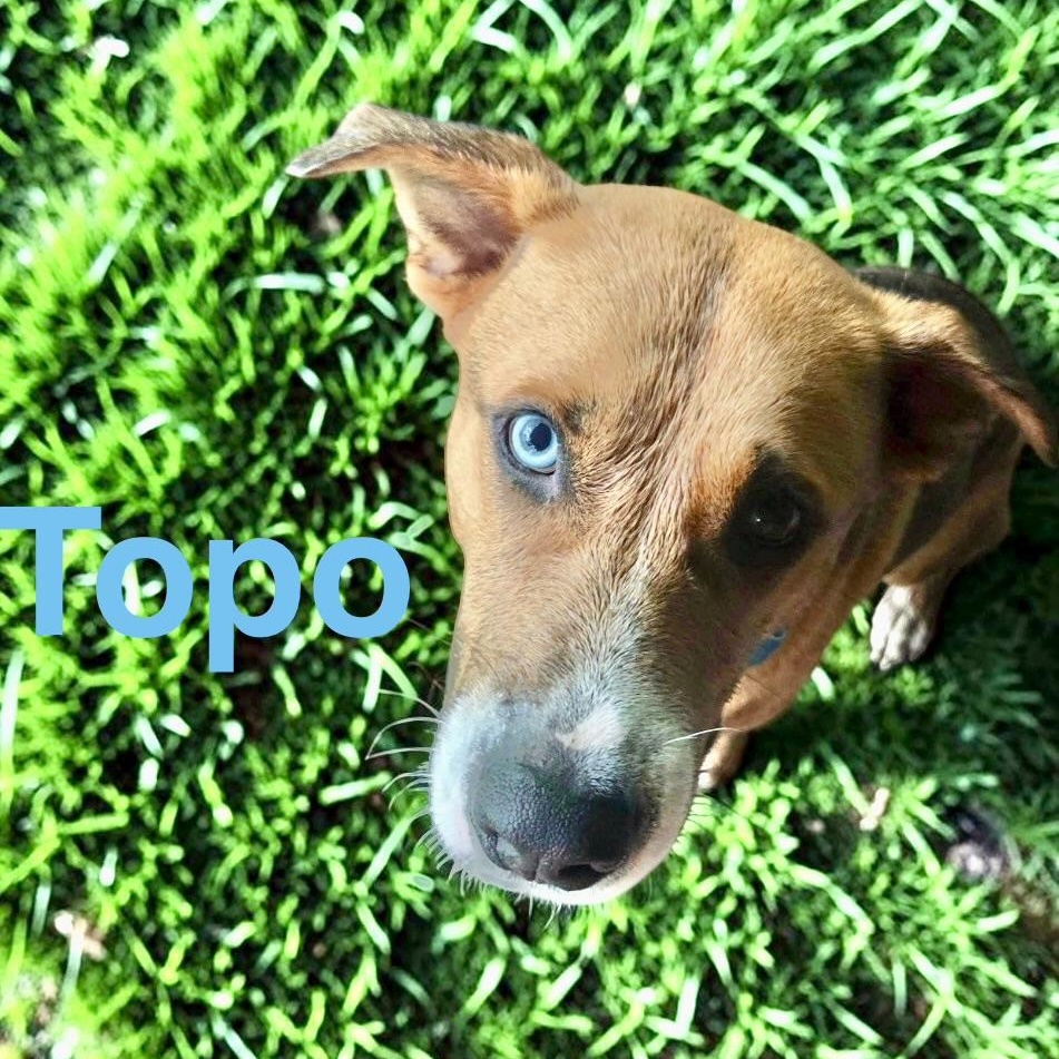 Topo, Adoptable, Adult Male Labrador Retriever & Australian Cattle Dog / Blue Heeler.