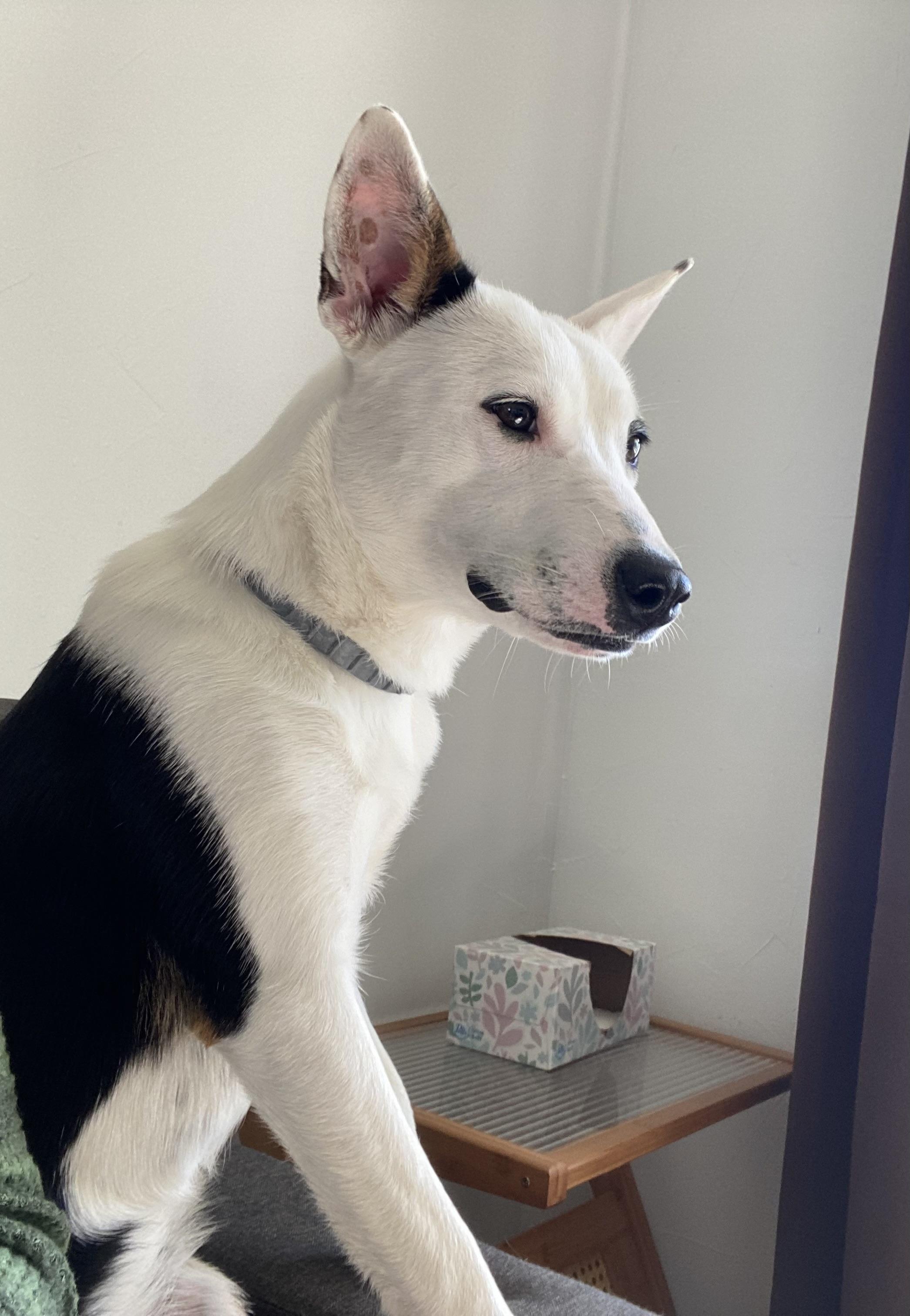 Nano aka Mollie, Adoptable, Young Female German Shepherd Dog & Australian Shepherd.