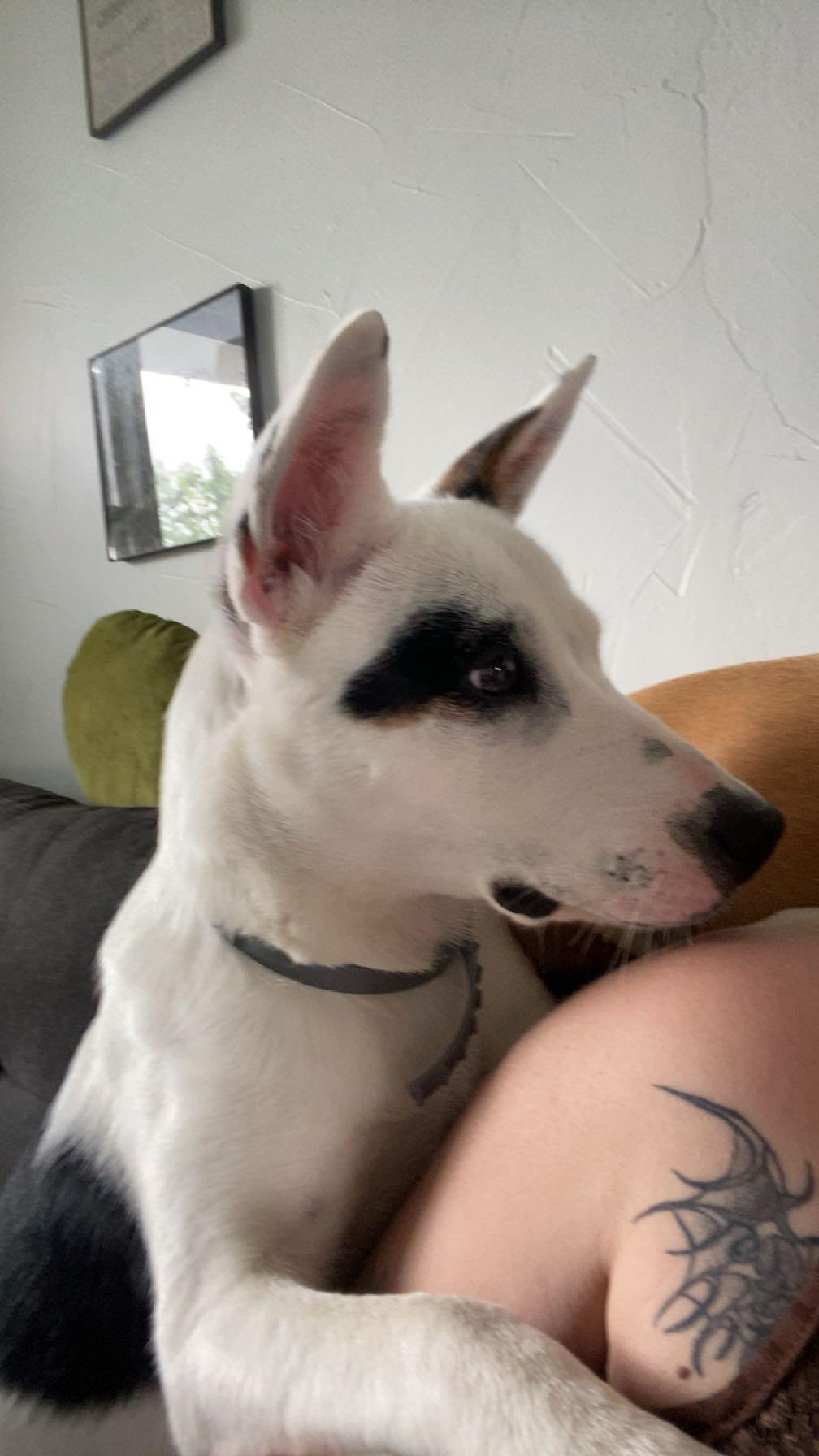 Nano aka Mollie, a Adoptable mixed breed in Carnegie, OK image 2/2