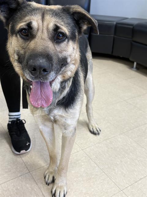 POLO JOHNSON, Adoptable, Adult Male Husky & Mixed Breed.