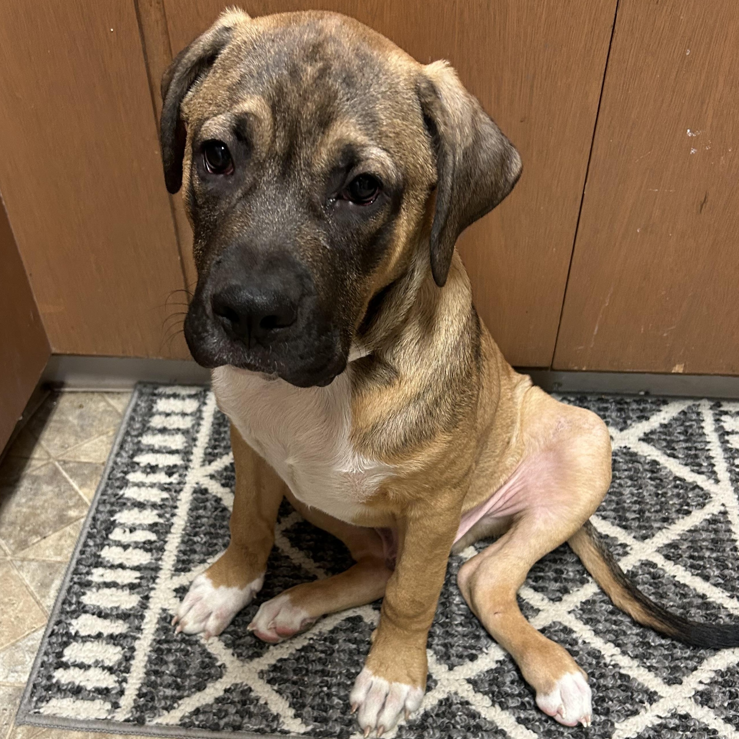 Brutus, Adoptable, Puppy Male Boxer & Mastiff.
