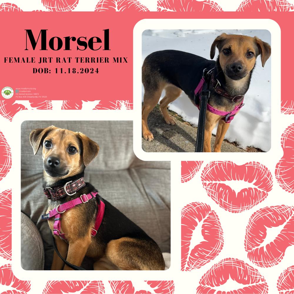 Morsel — thumbnail 3