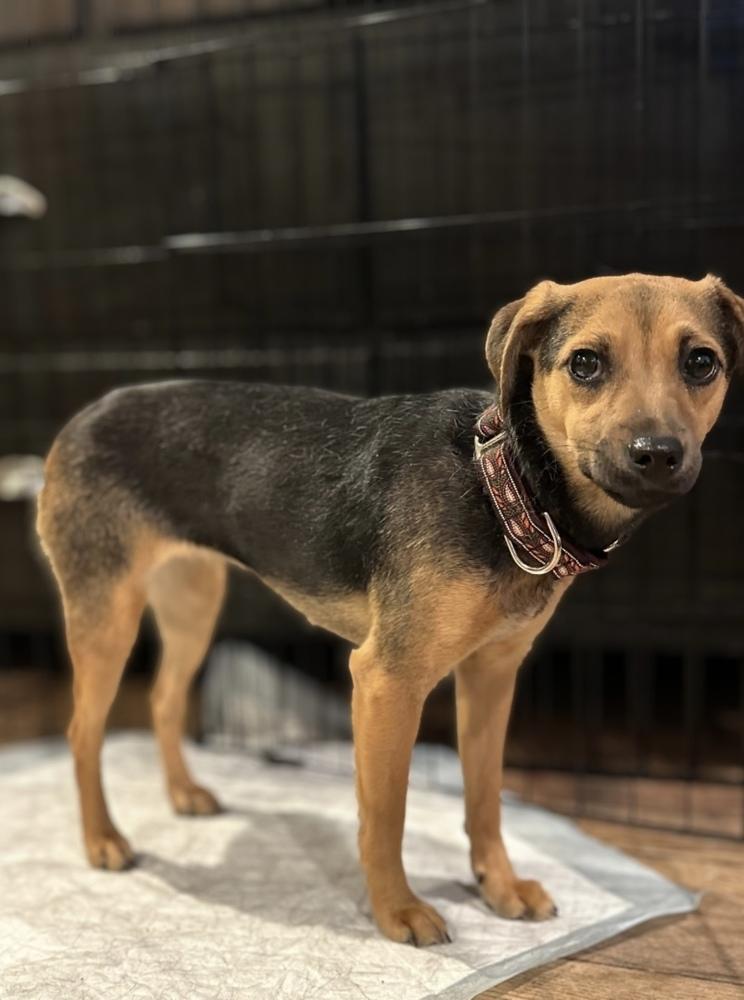 Morsel — thumbnail 5