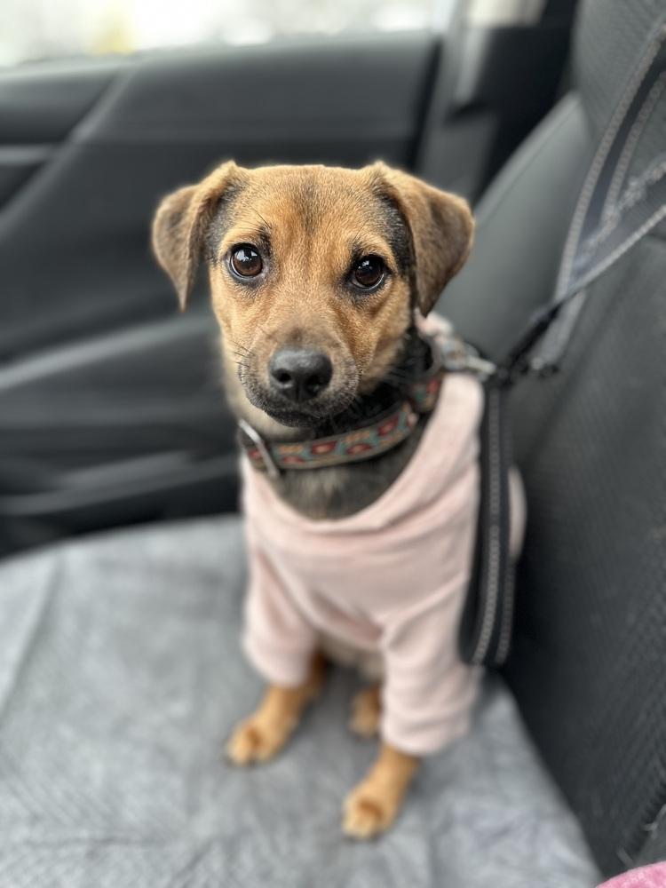 Morsel — thumbnail 6